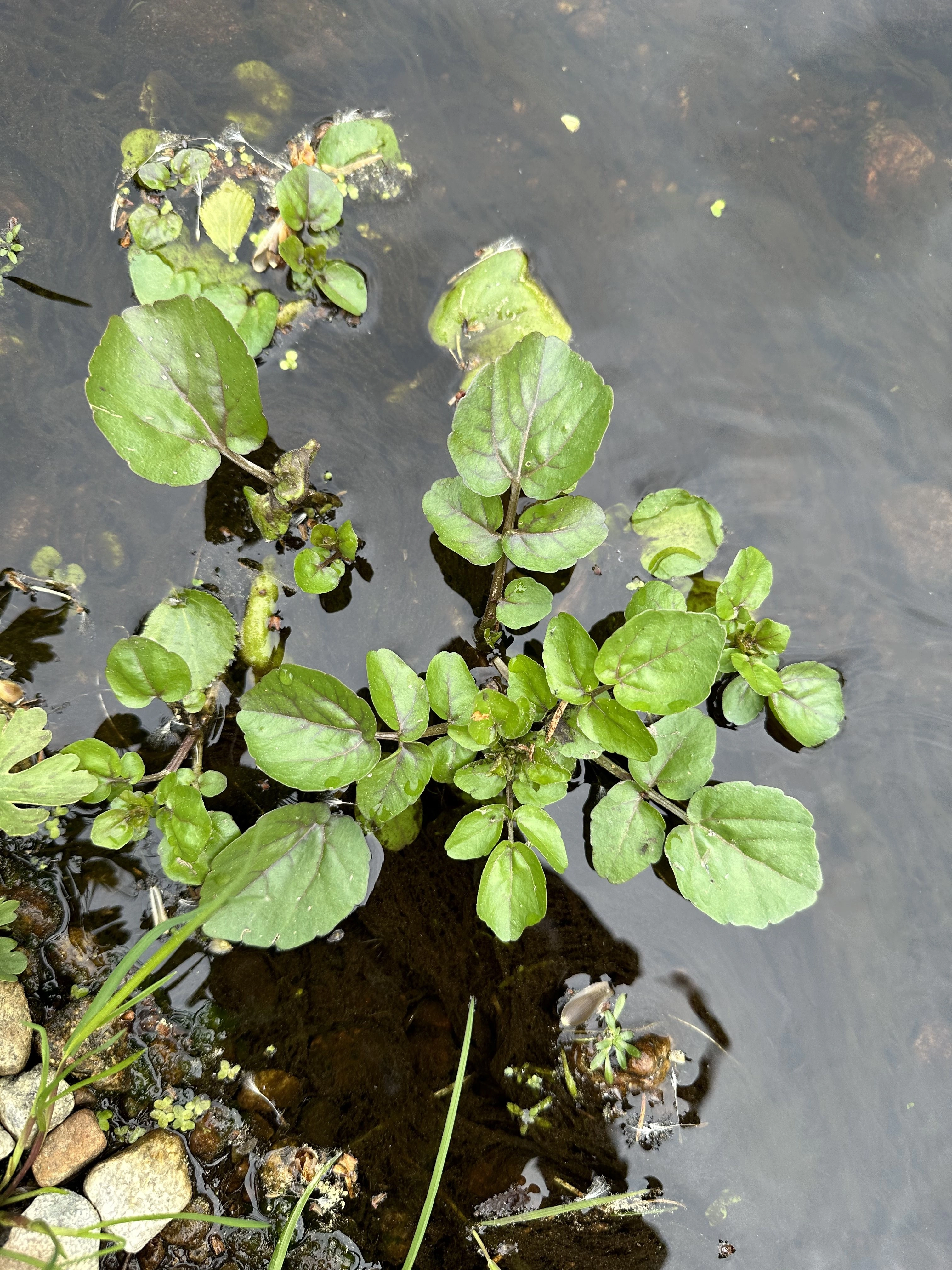 : Nasturtium microphyllum.