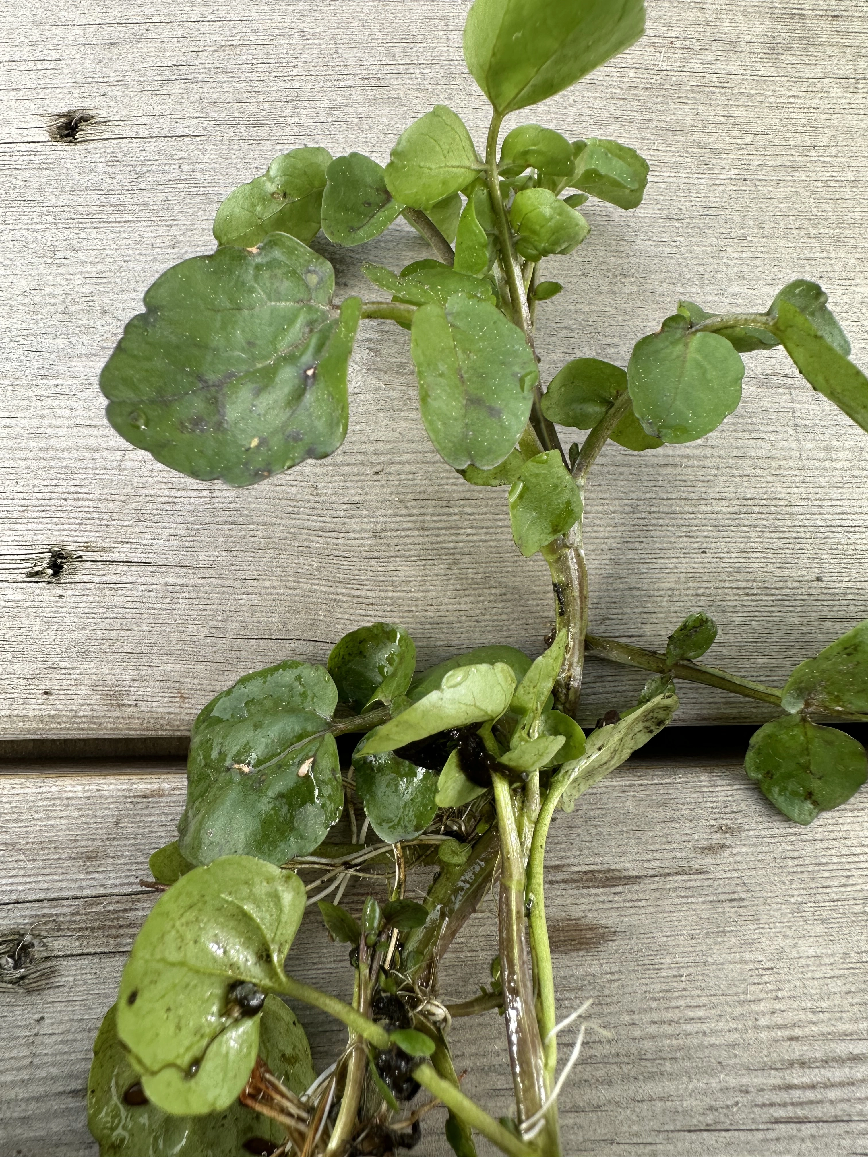 : Nasturtium microphyllum.