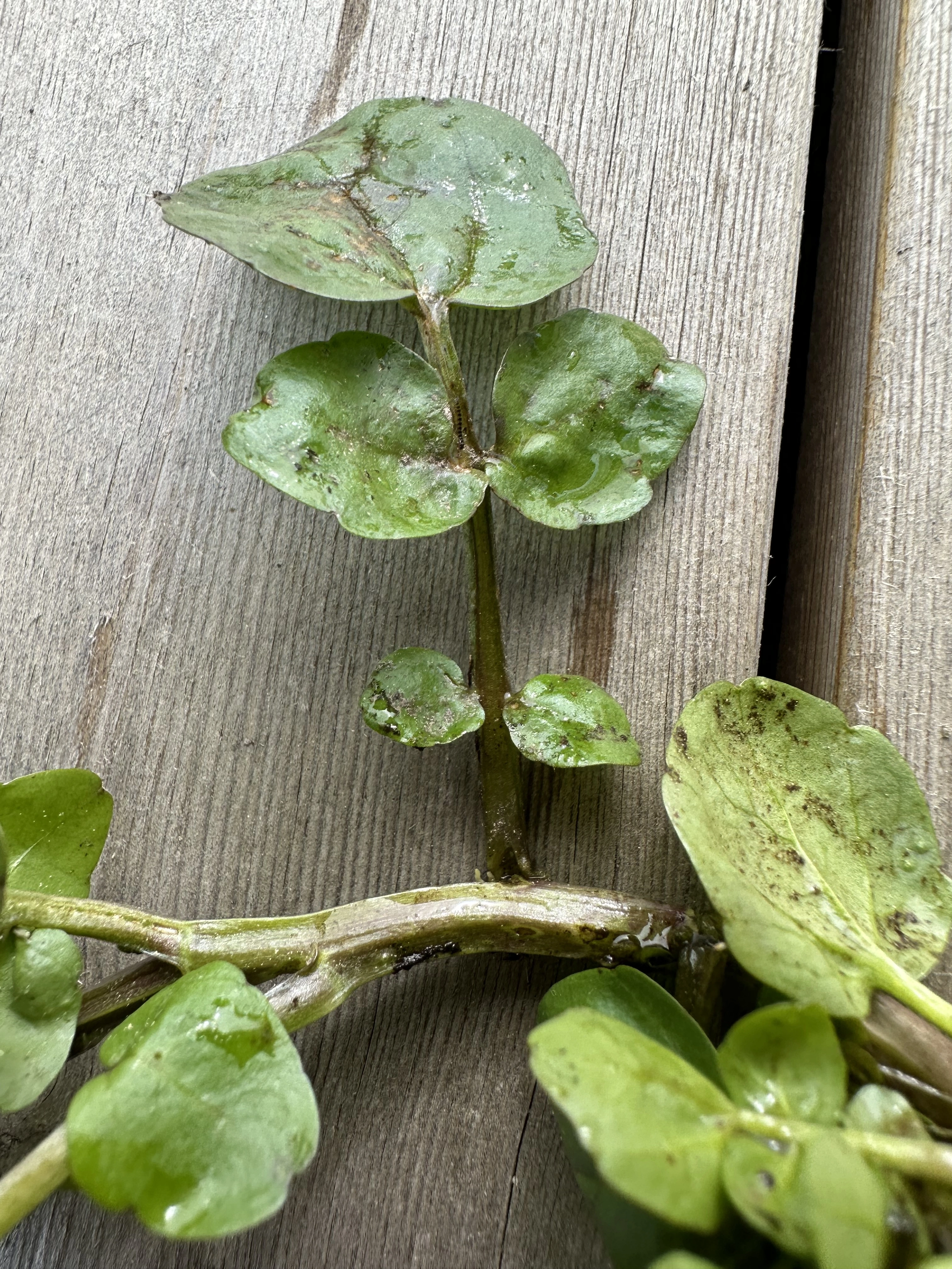 : Nasturtium microphyllum.