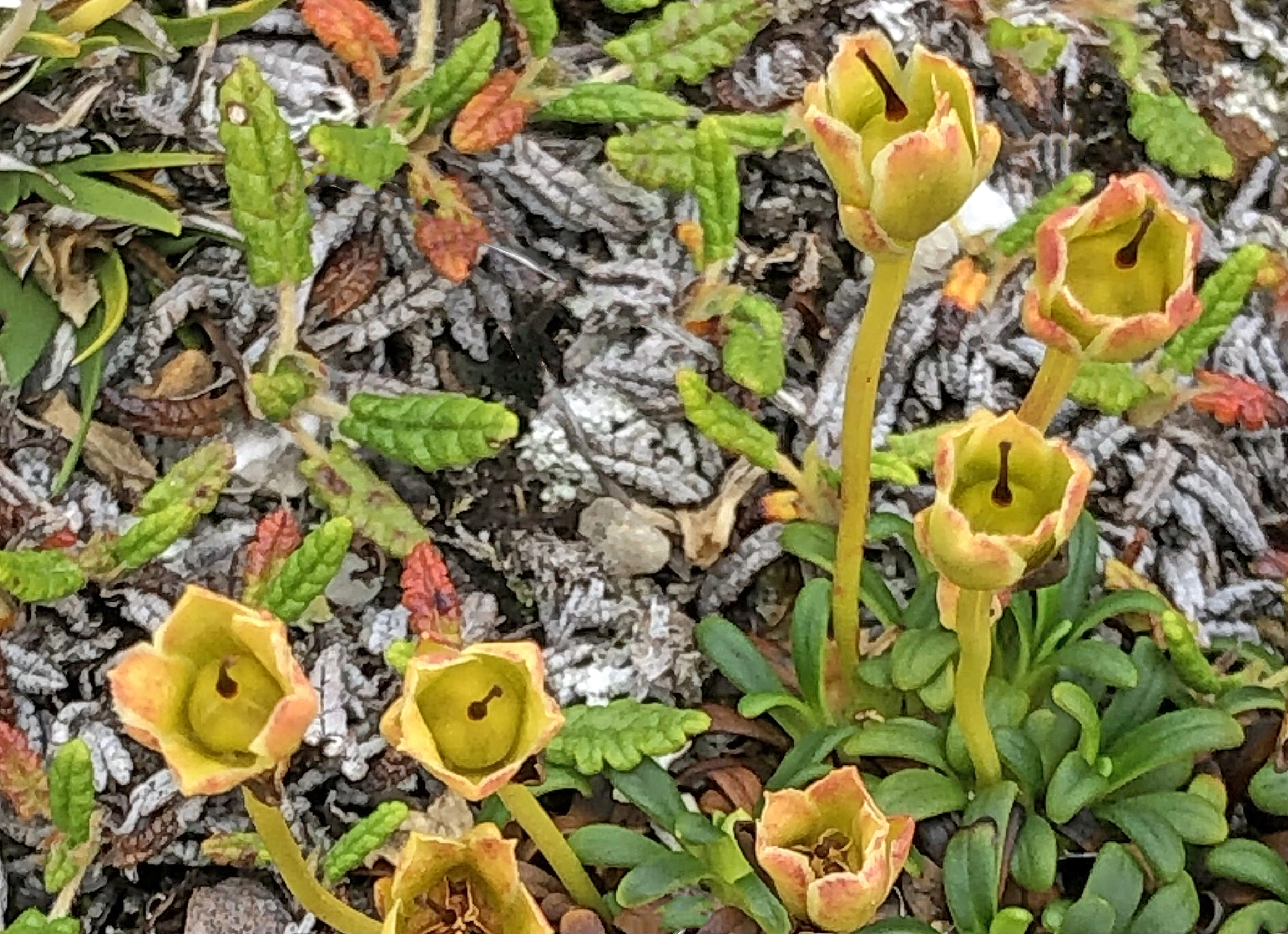 : Diapensia lapponica.