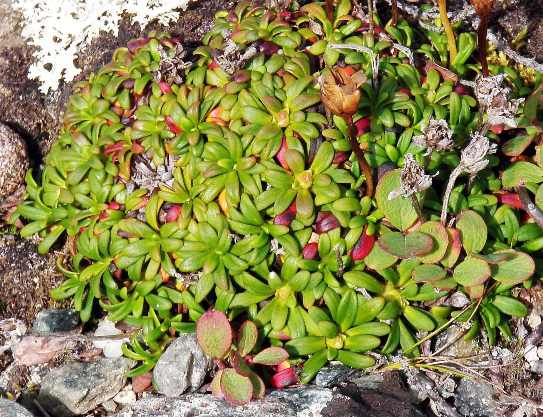 : Diapensia lapponica.