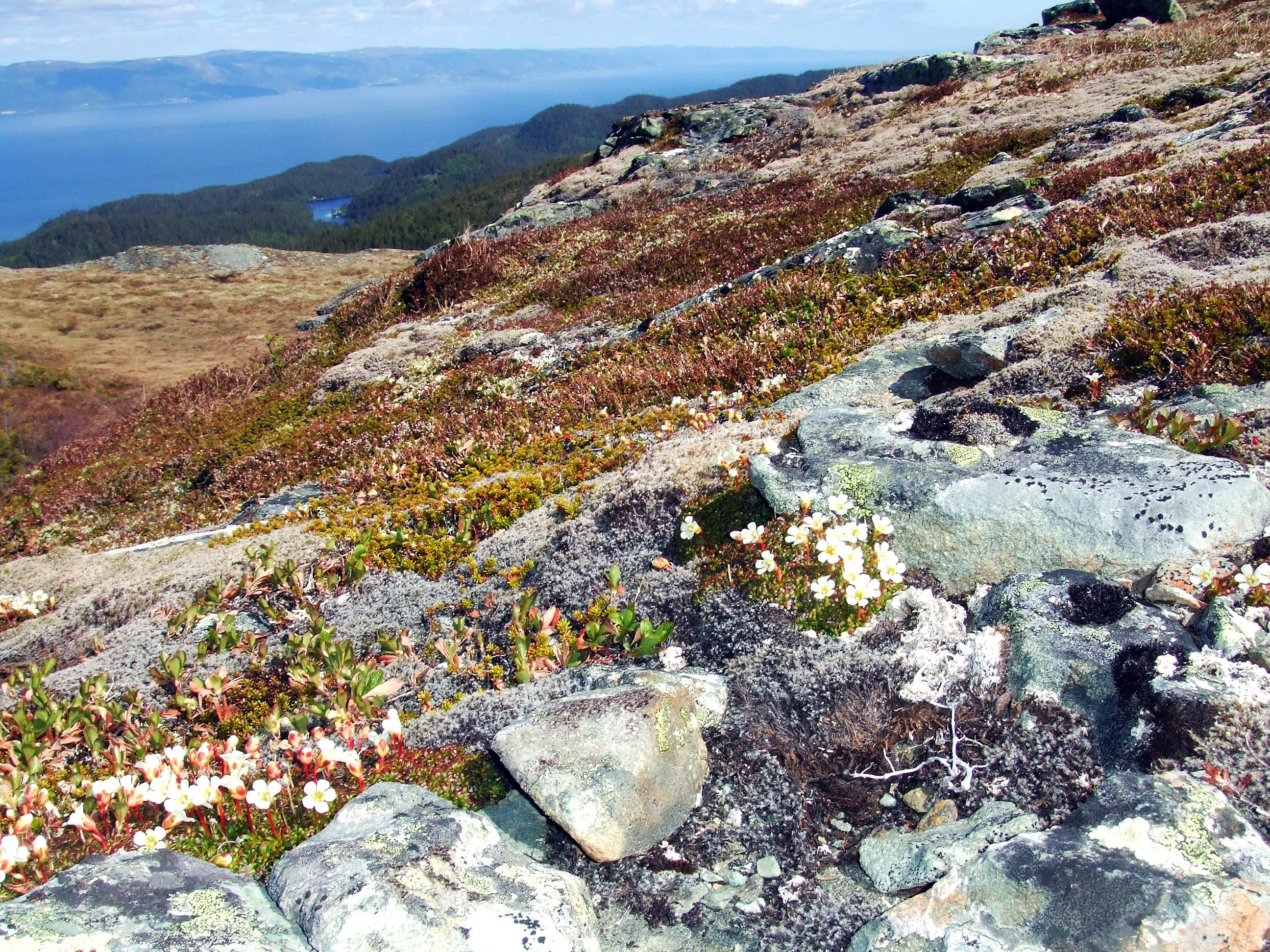 : Diapensia lapponica.