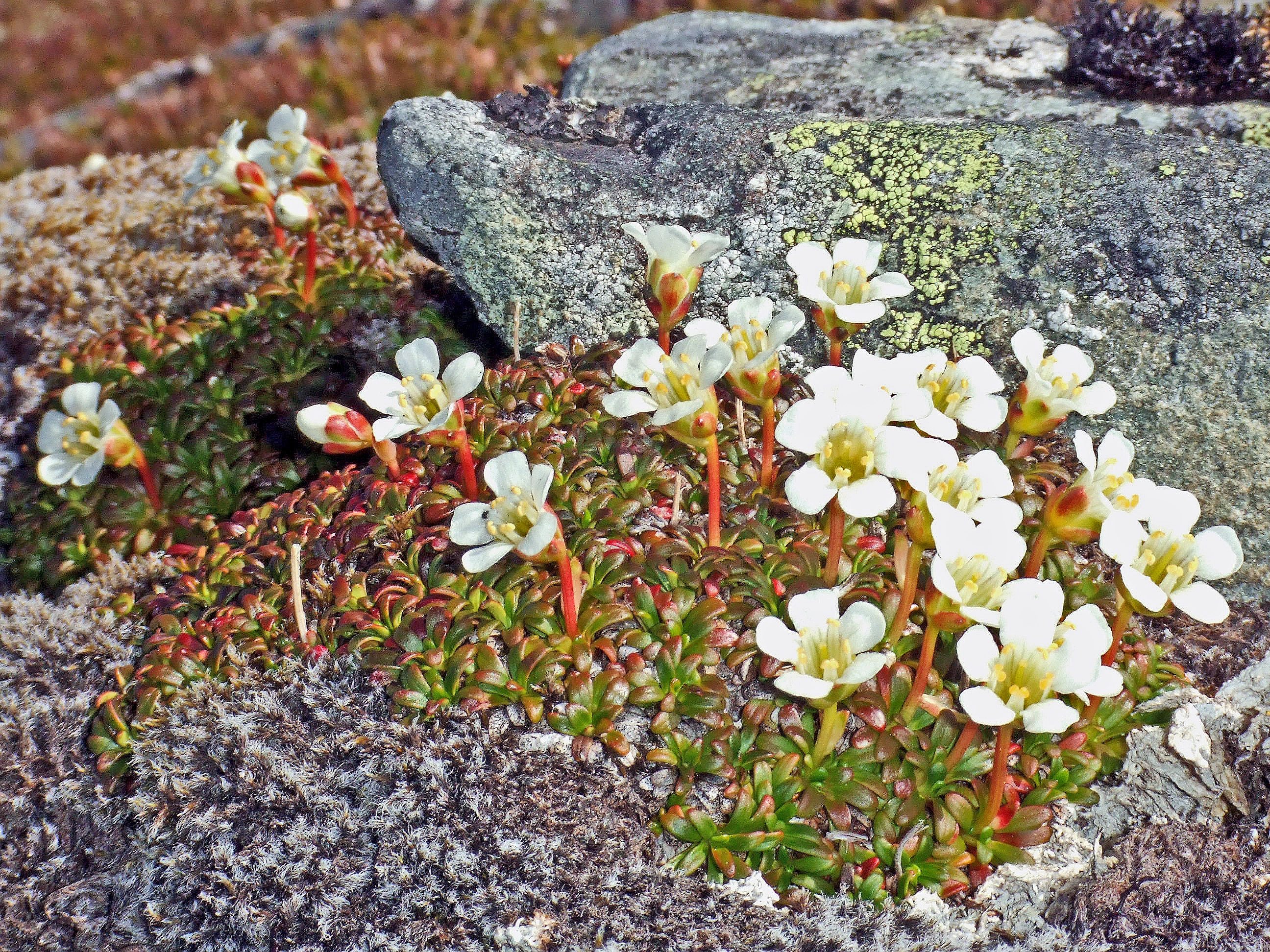 : Diapensia lapponica.