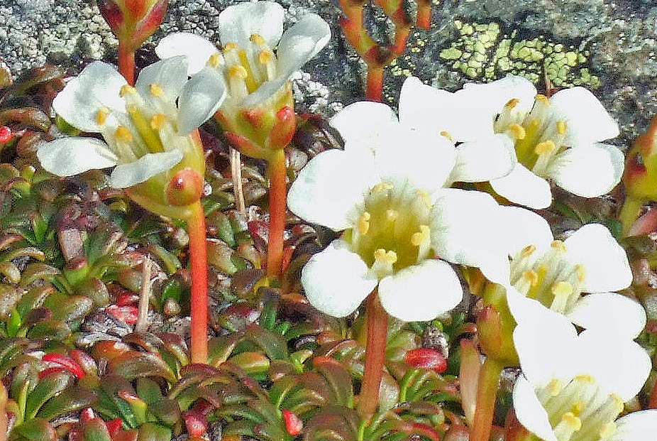 : Diapensia lapponica.