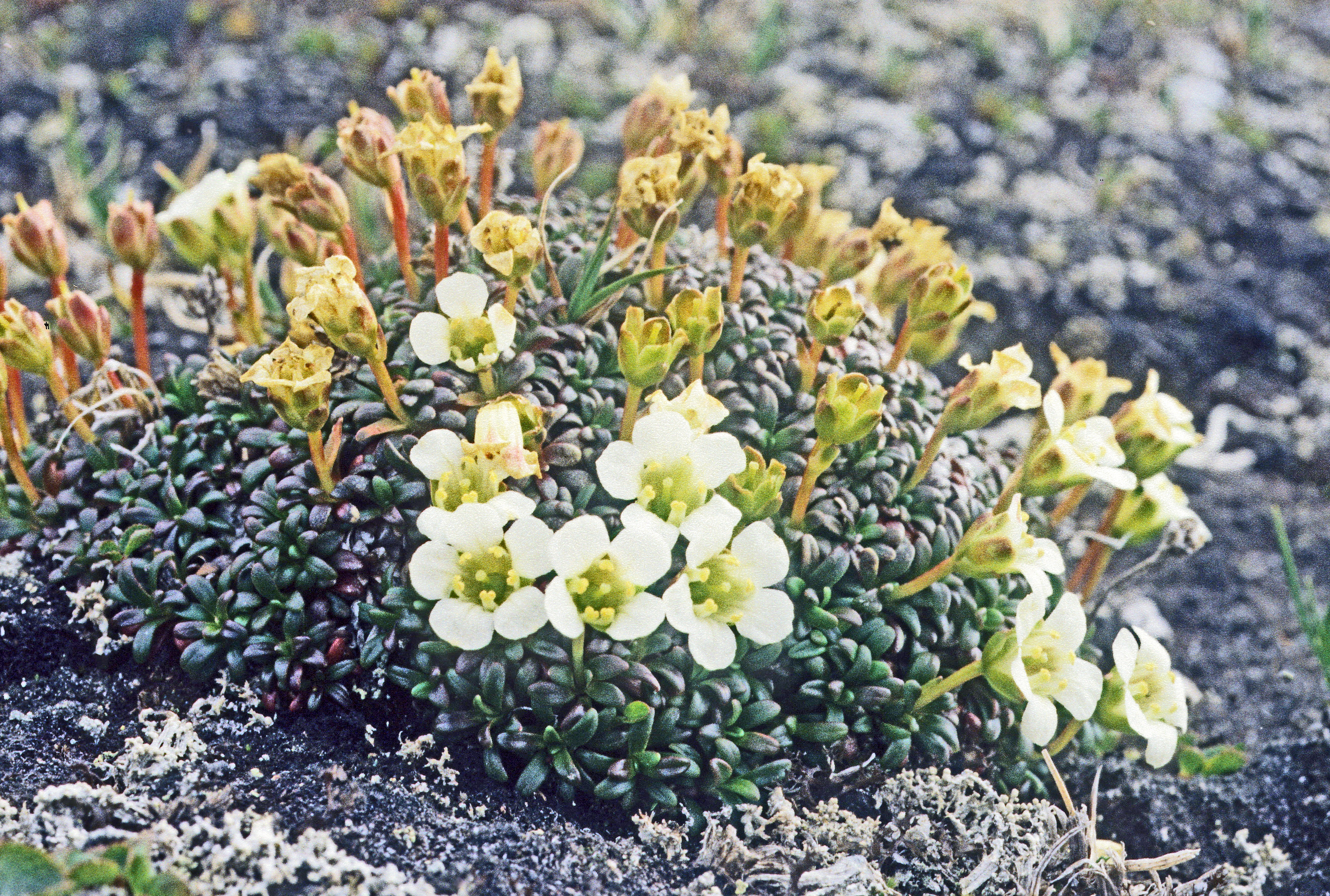 : Diapensia lapponica.