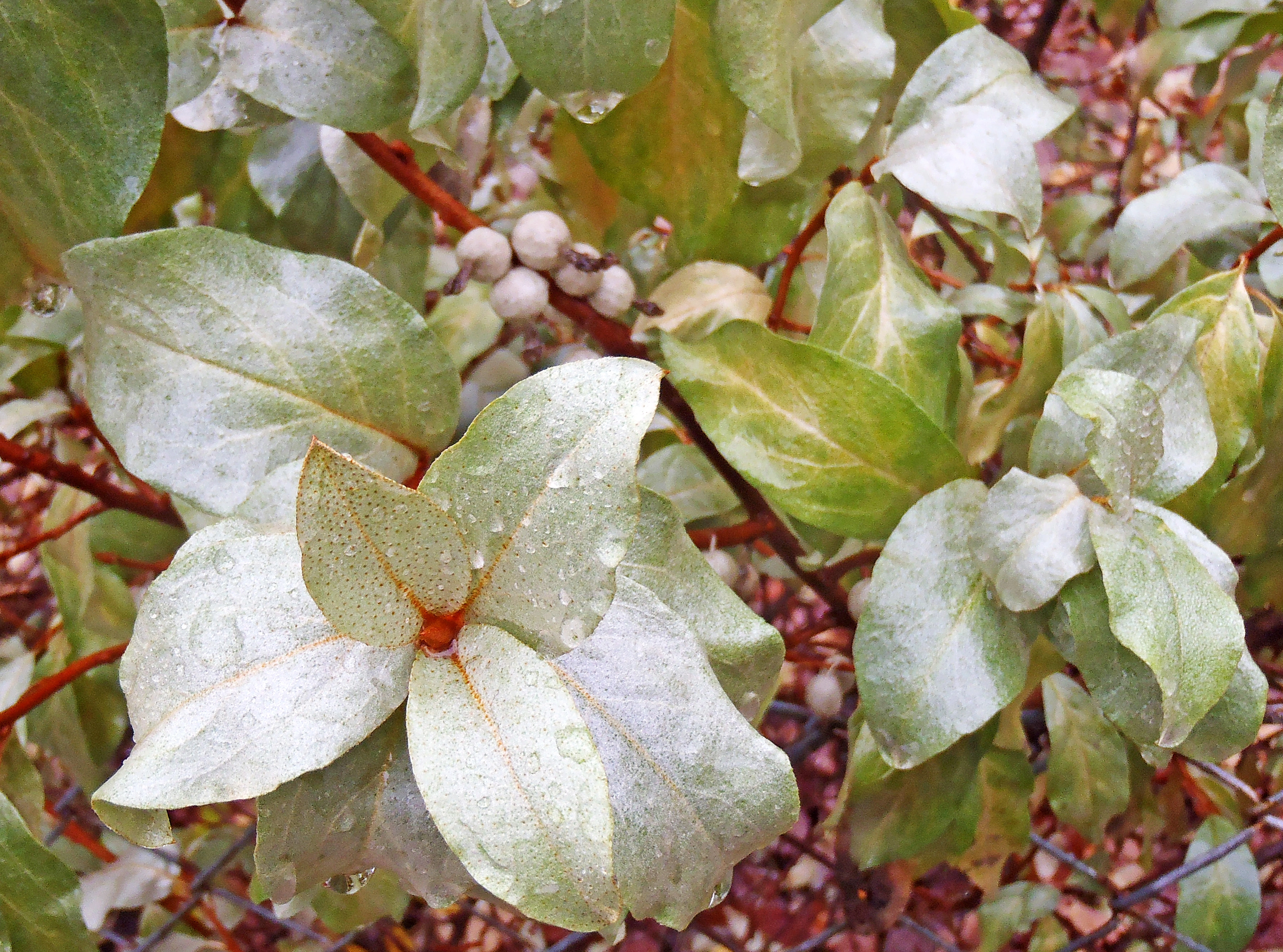 : Elaeagnus commutata.