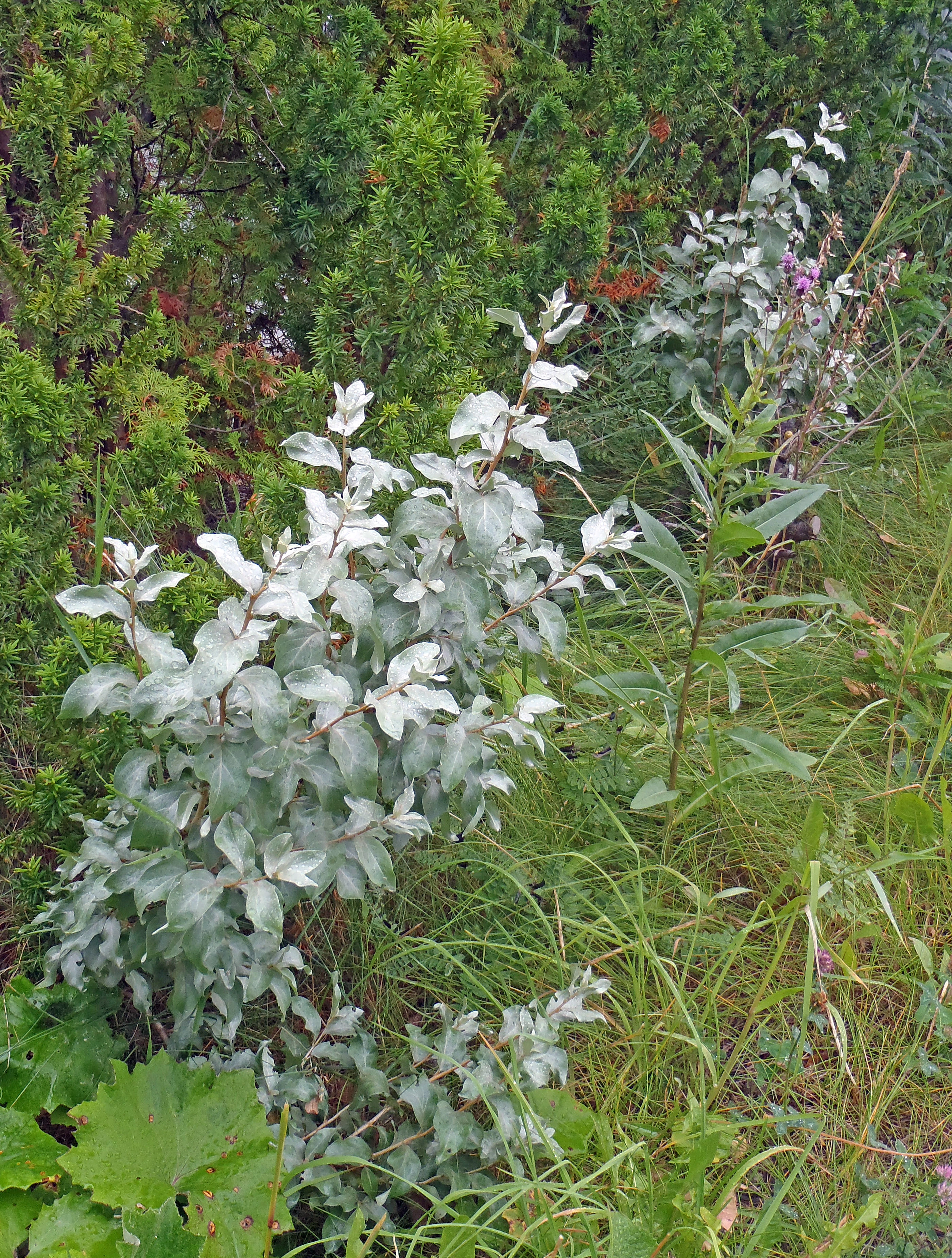 : Elaeagnus commutata.