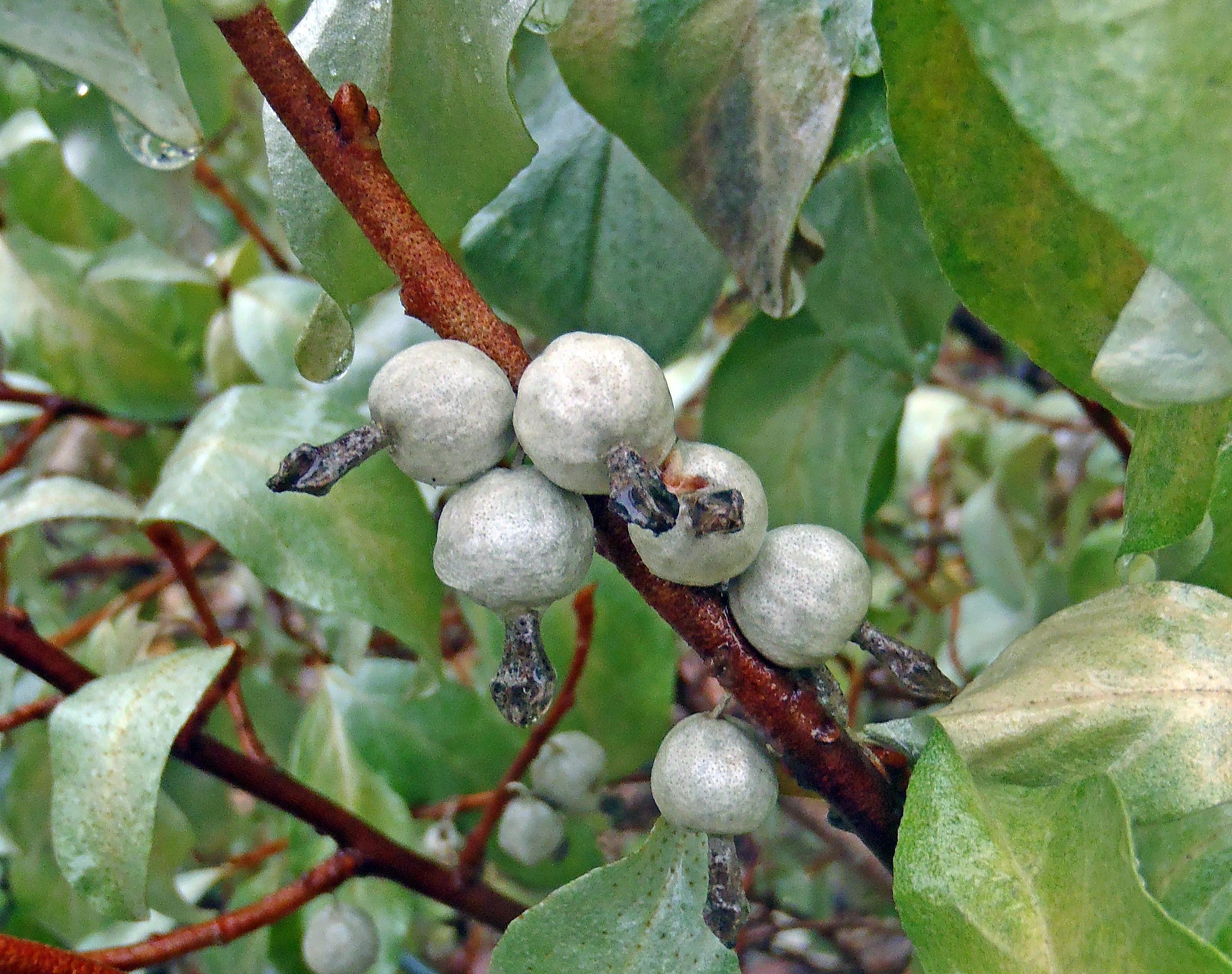 : Elaeagnus commutata.