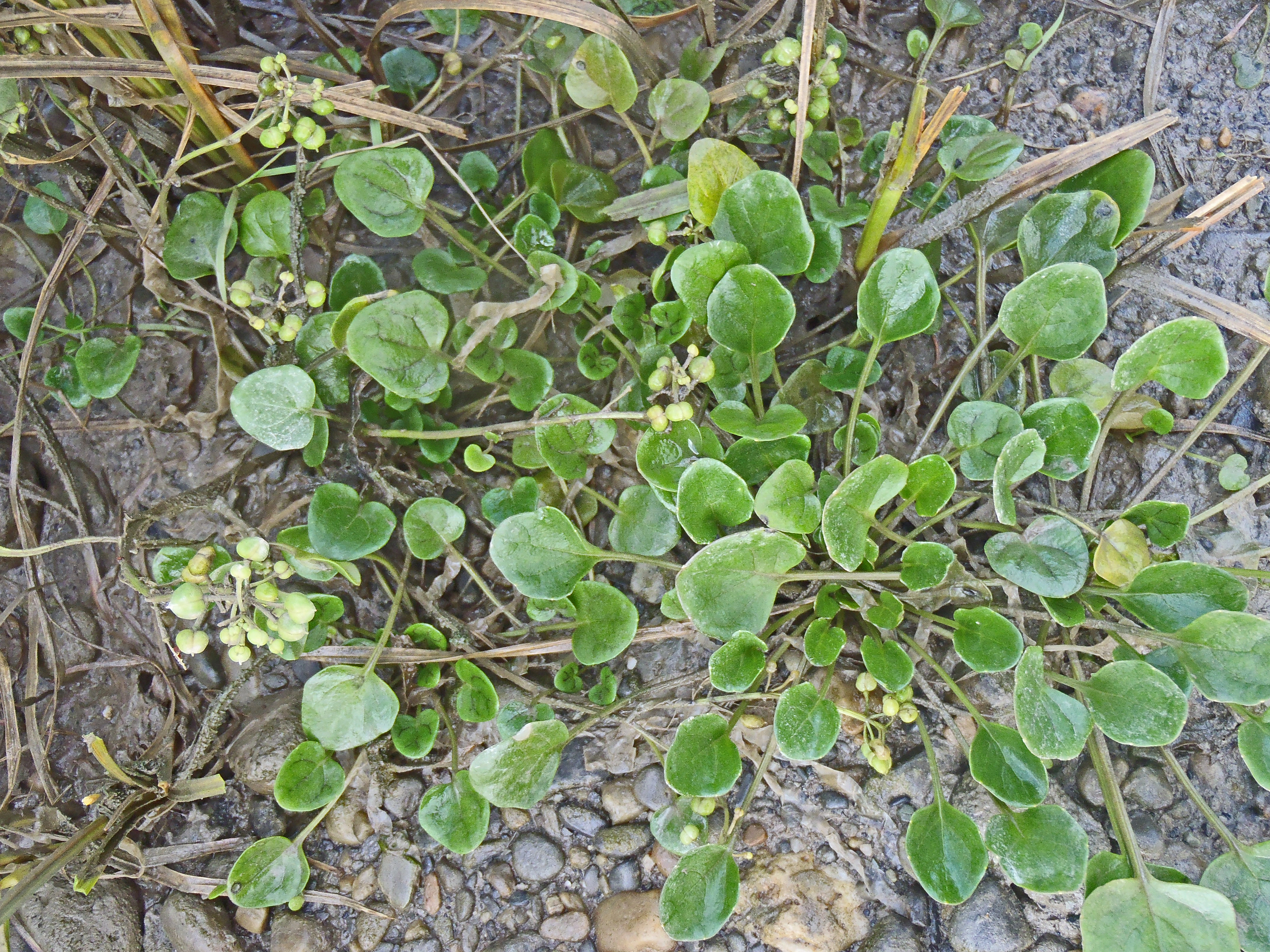 : Cochlearia officinalis officinalis.