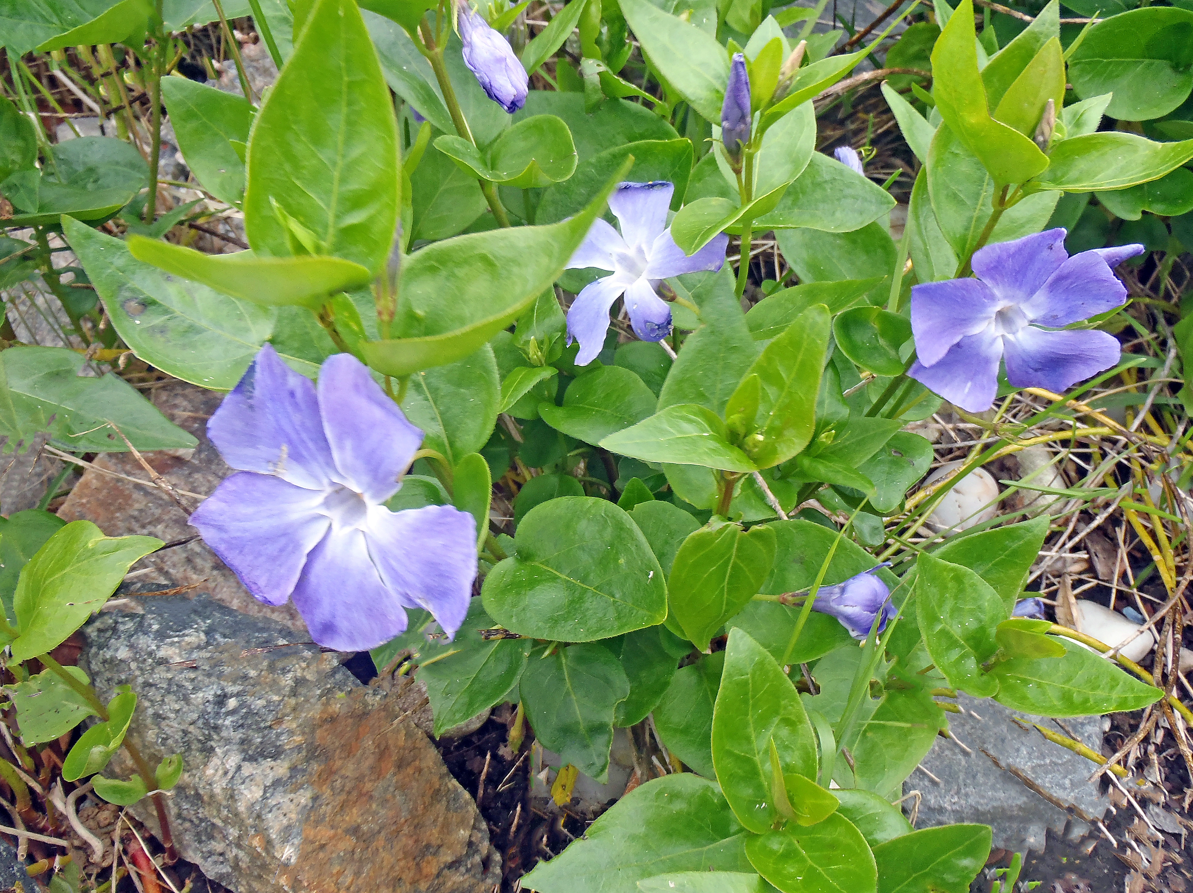 : Vinca major.