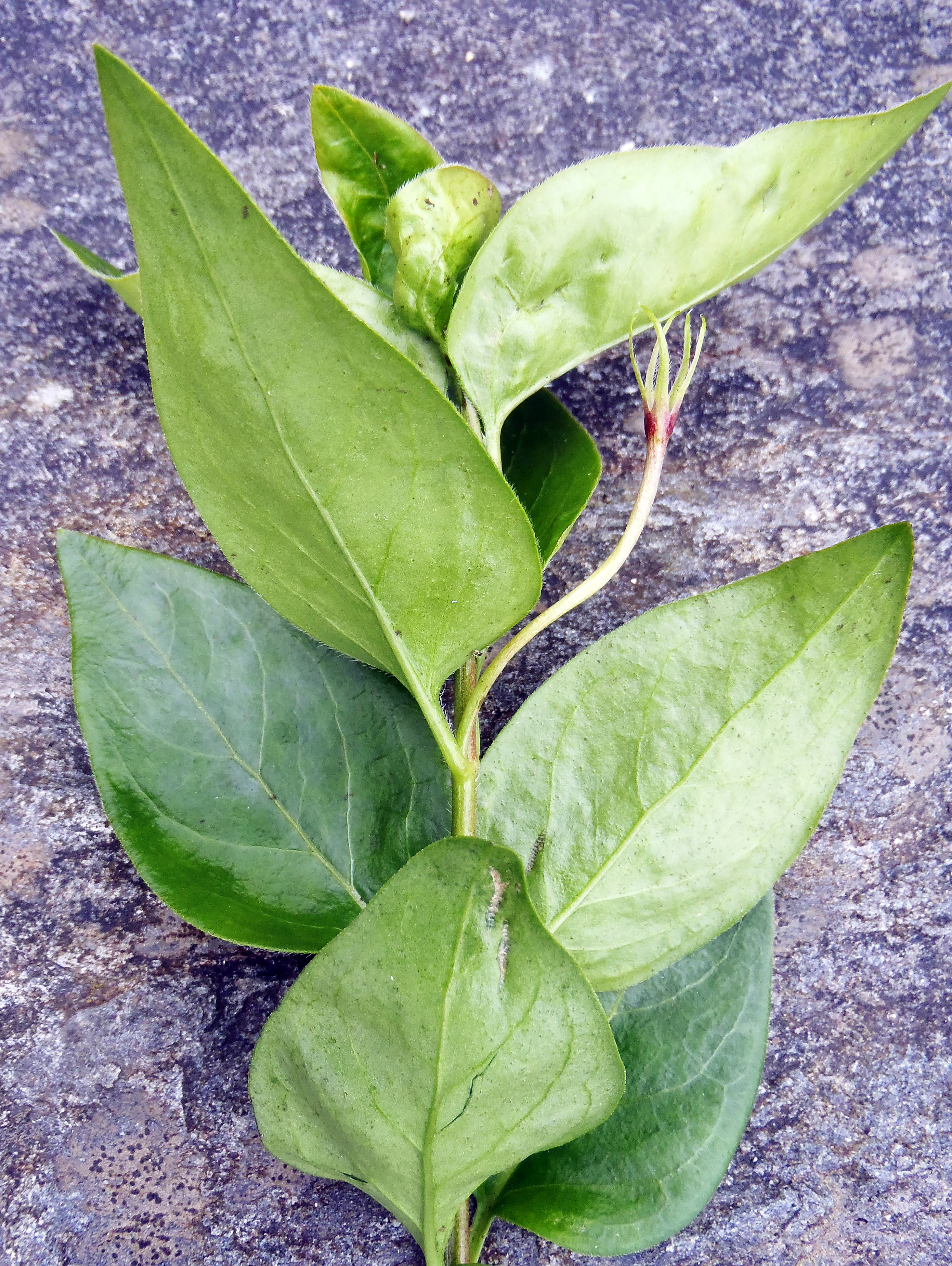 : Vinca major.