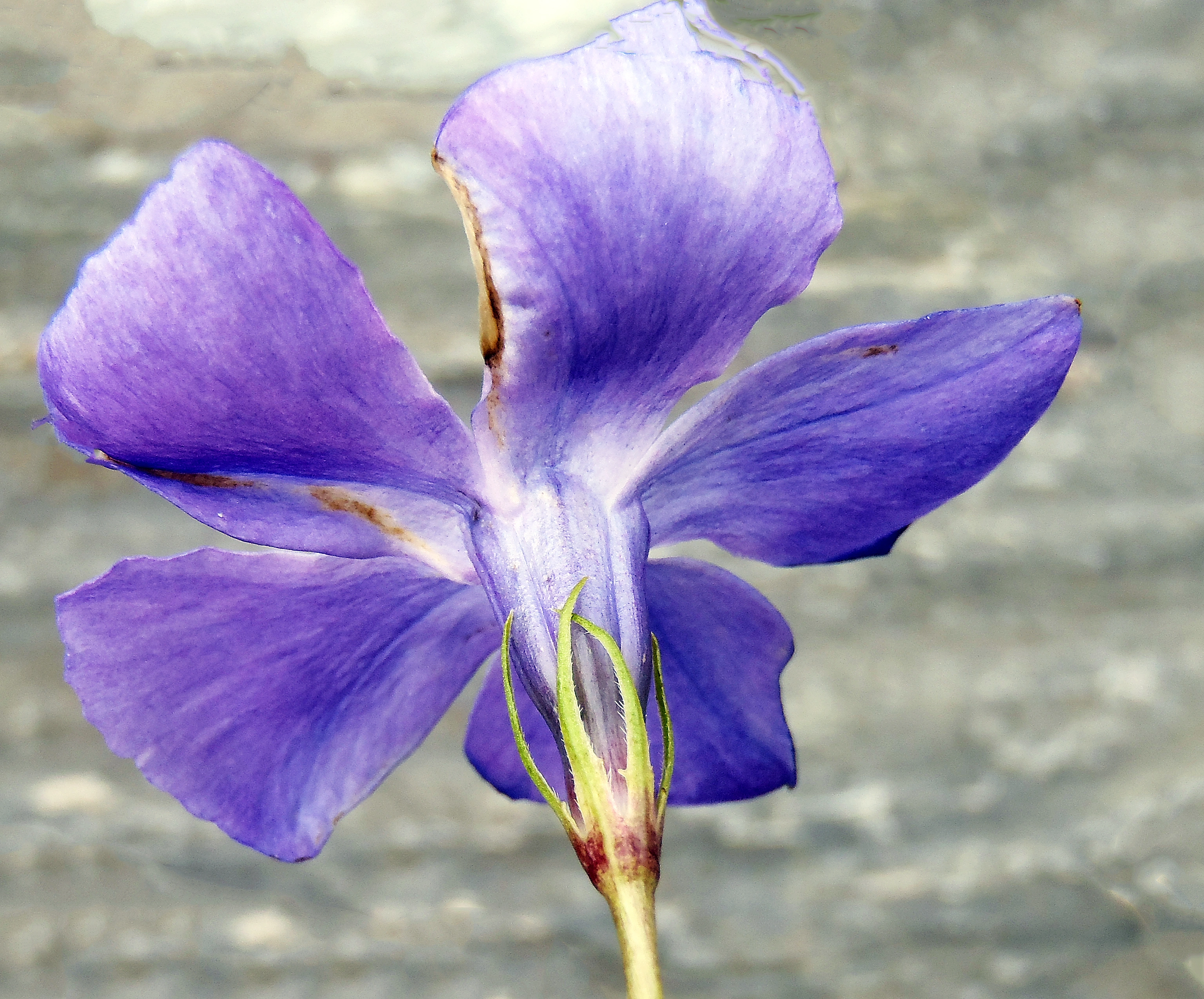 : Vinca major.