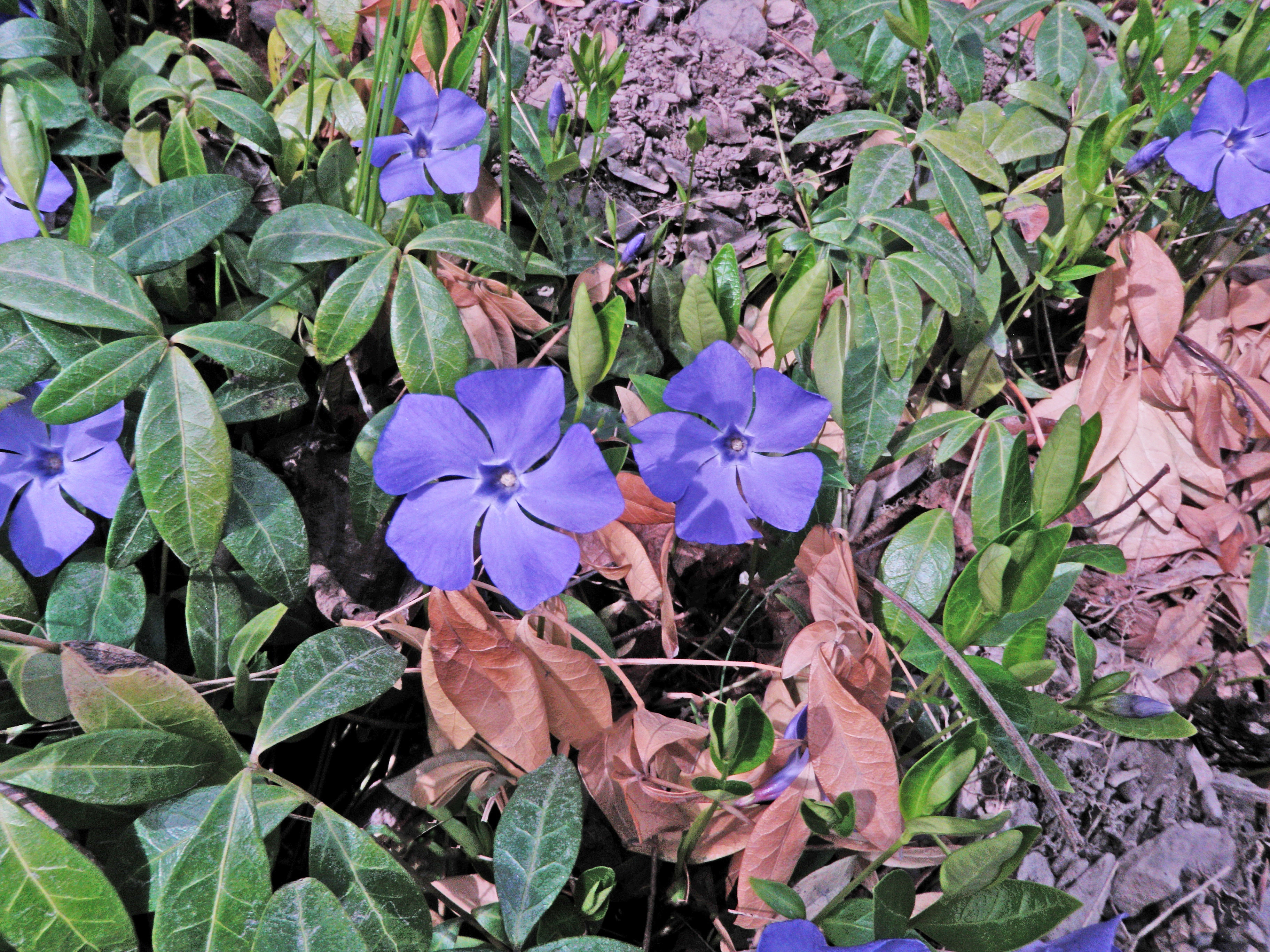 : Vinca minor.