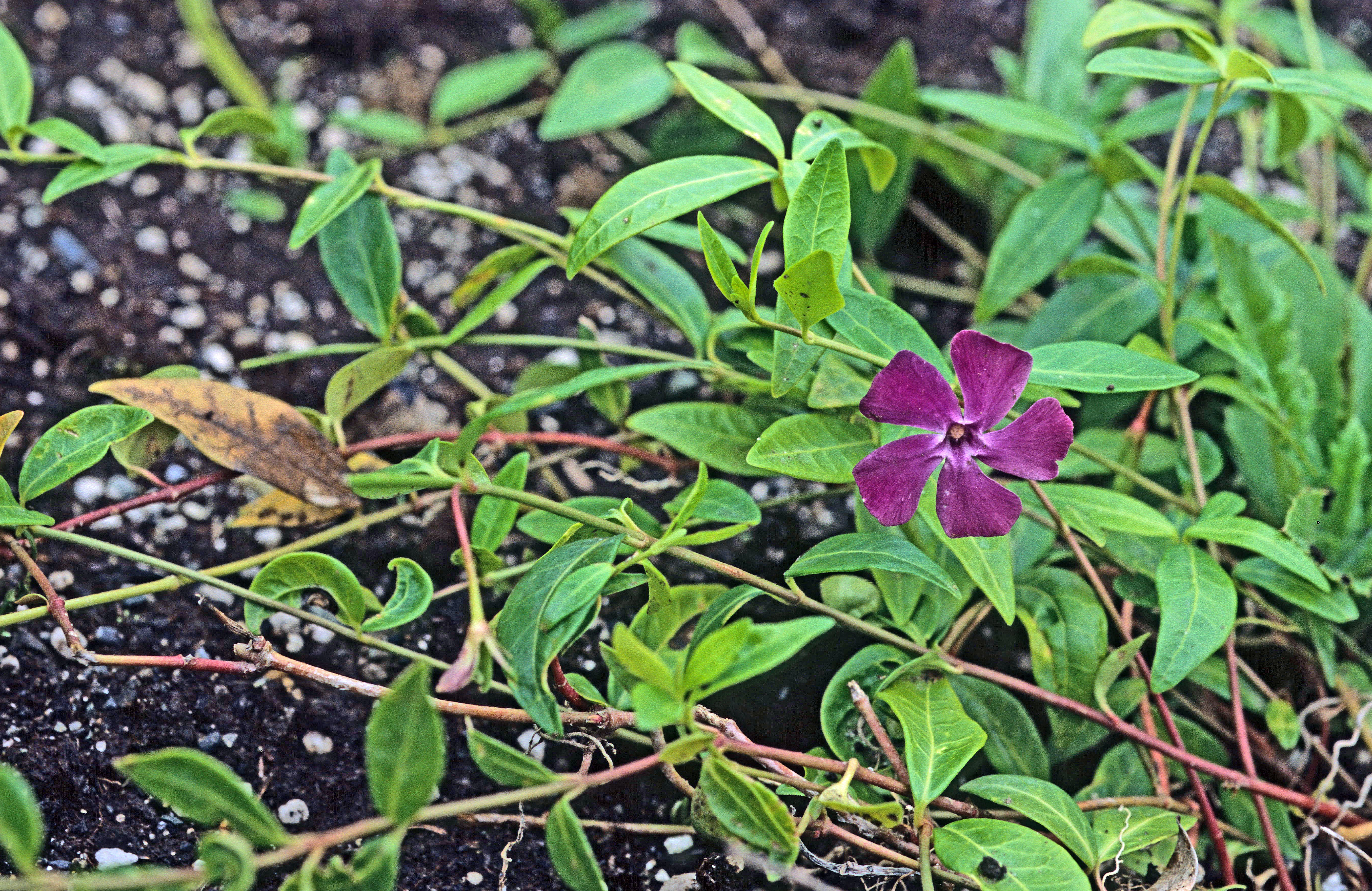 : Vinca minor.