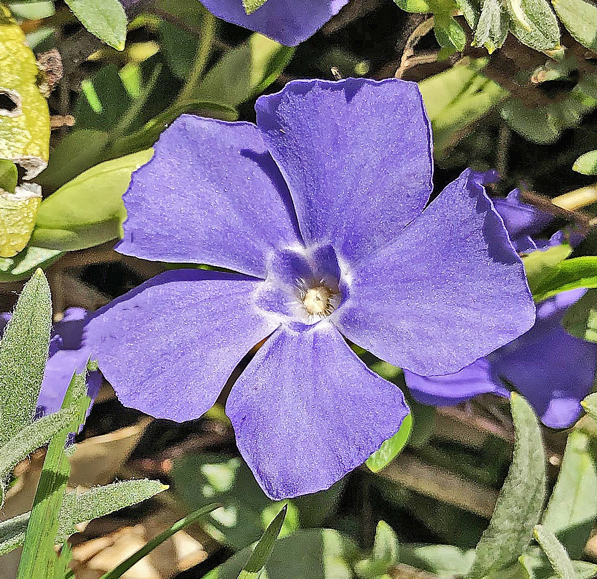 : Vinca minor.