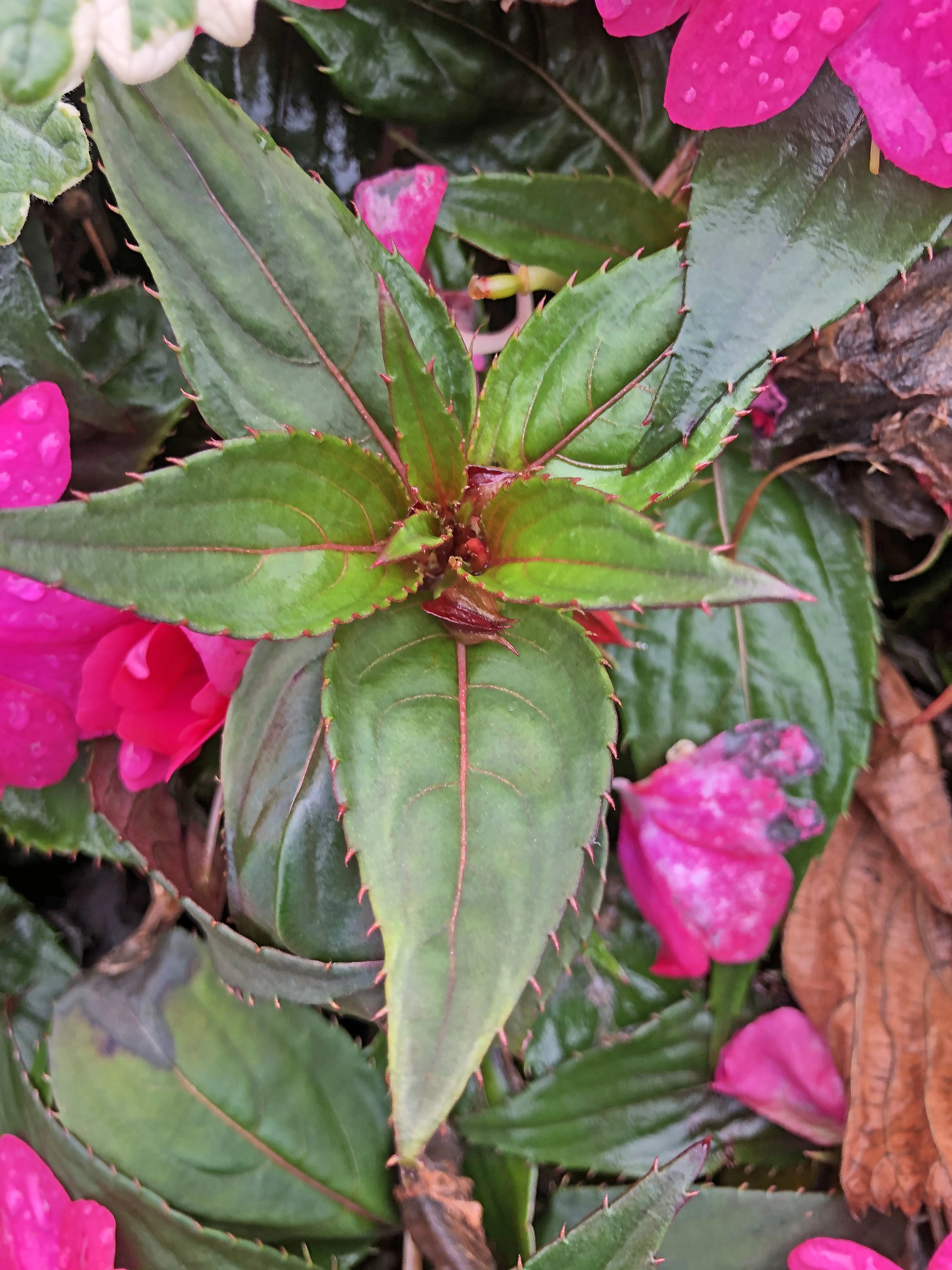 : Impatiens walleriana.