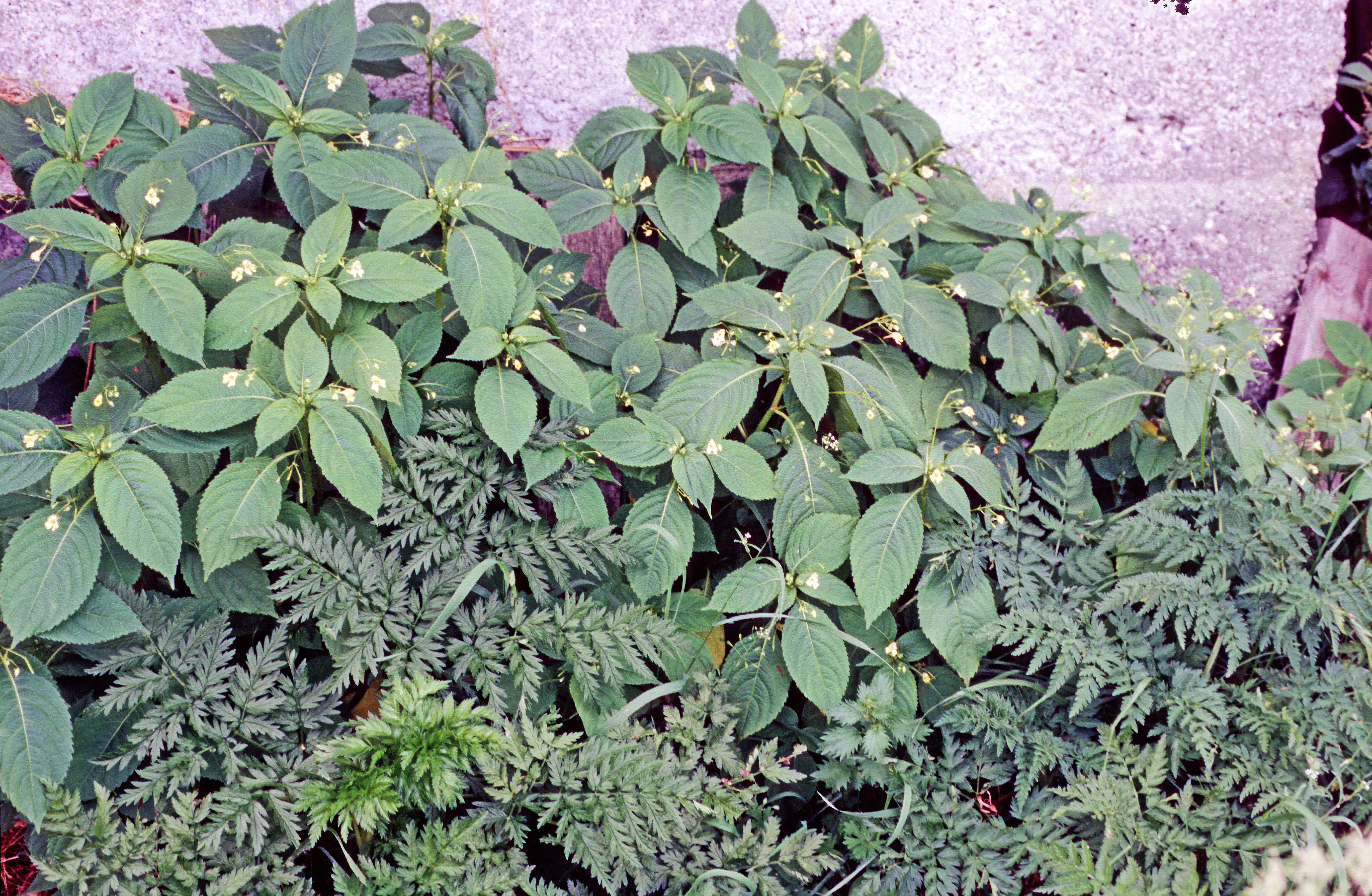 : Impatiens parviflora.