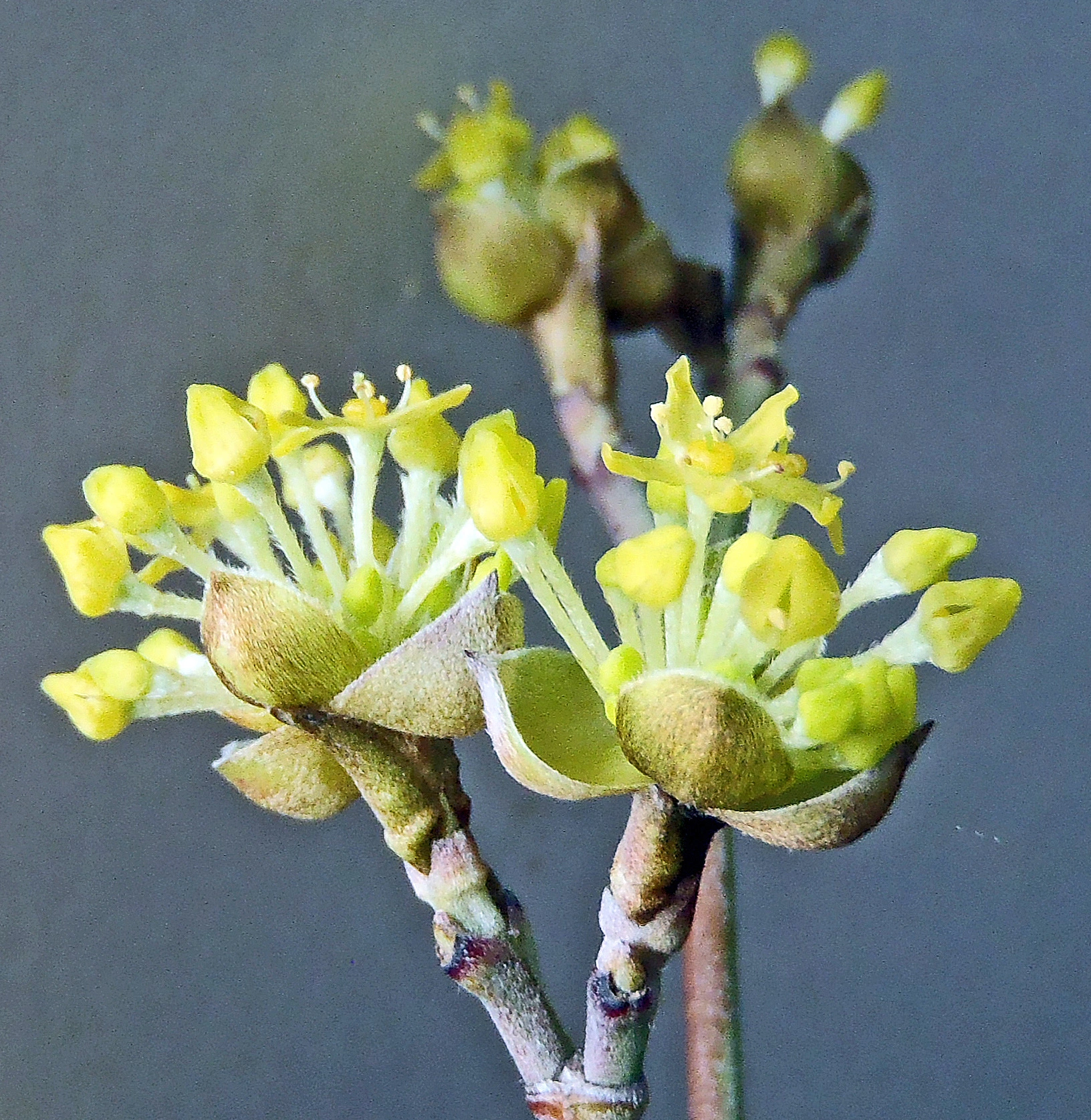 : Cornus mas.