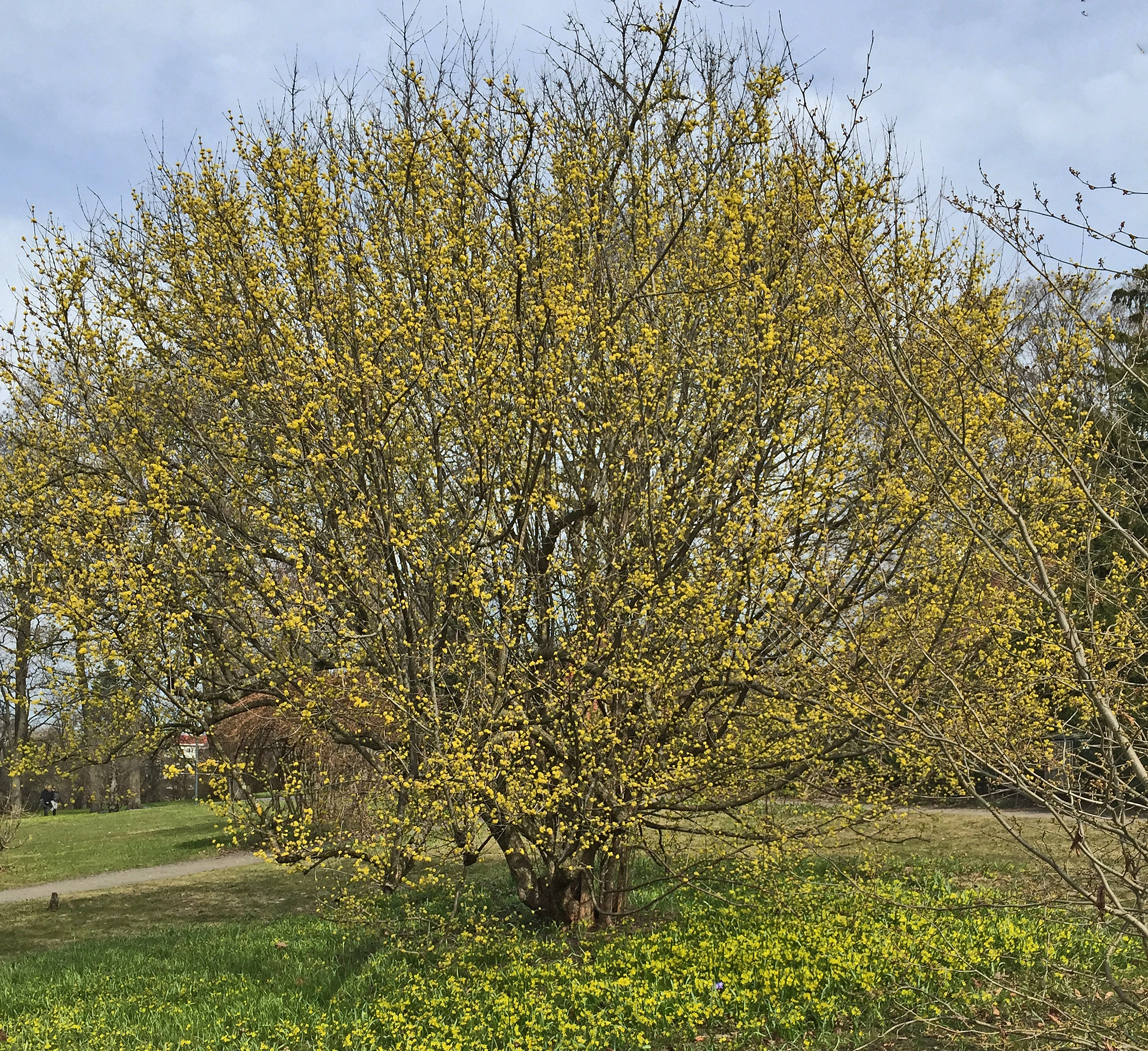 : Cornus mas.