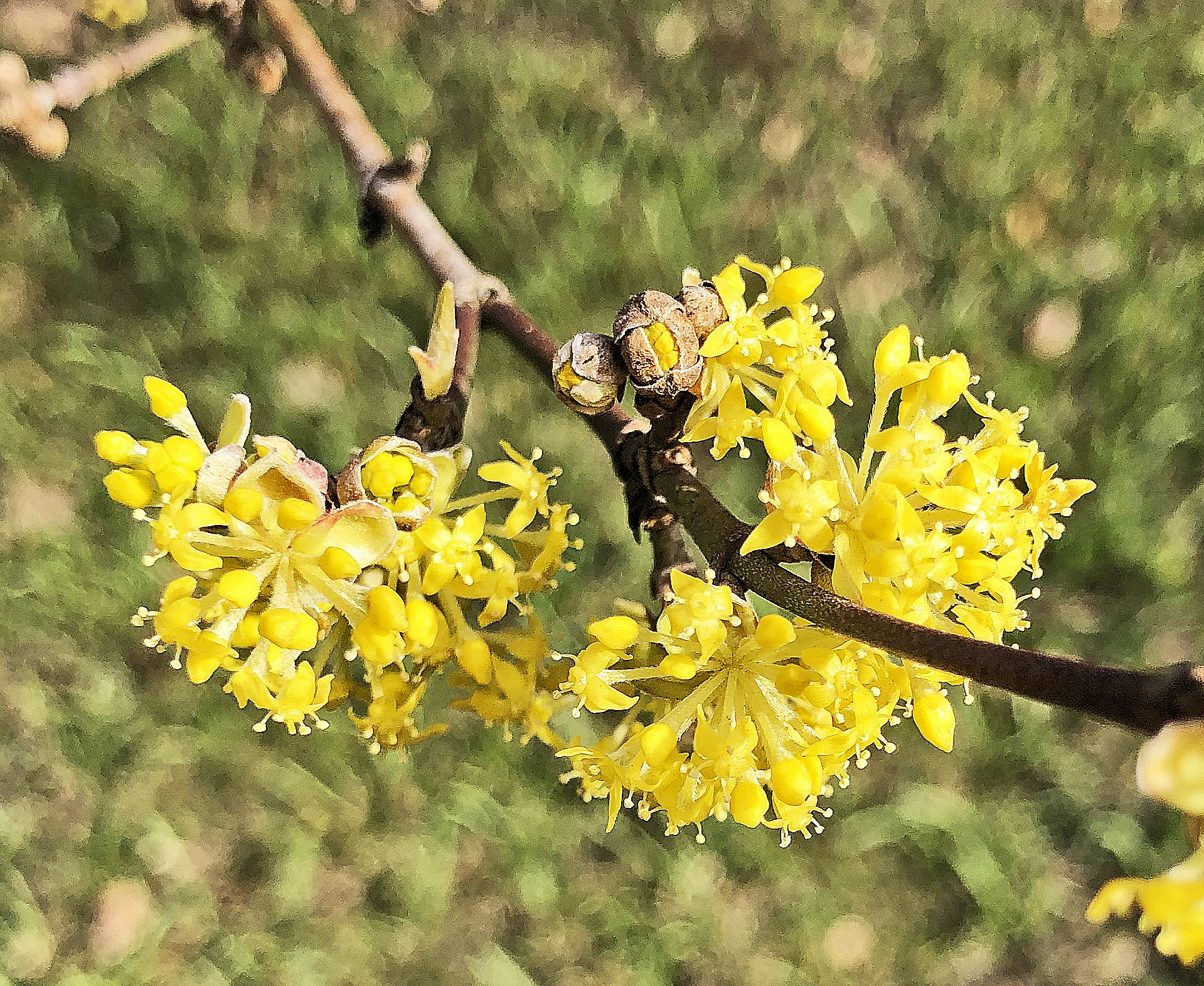 : Cornus mas.