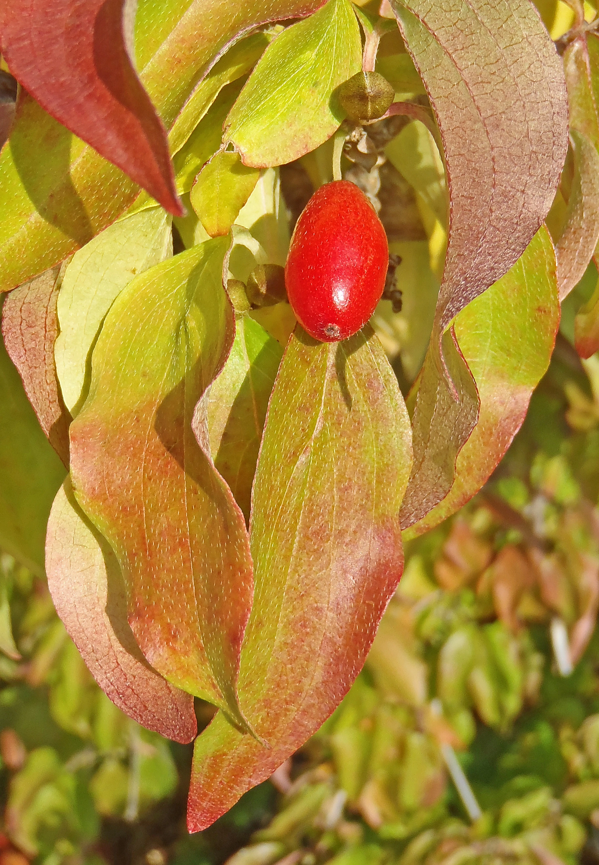 : Cornus mas.