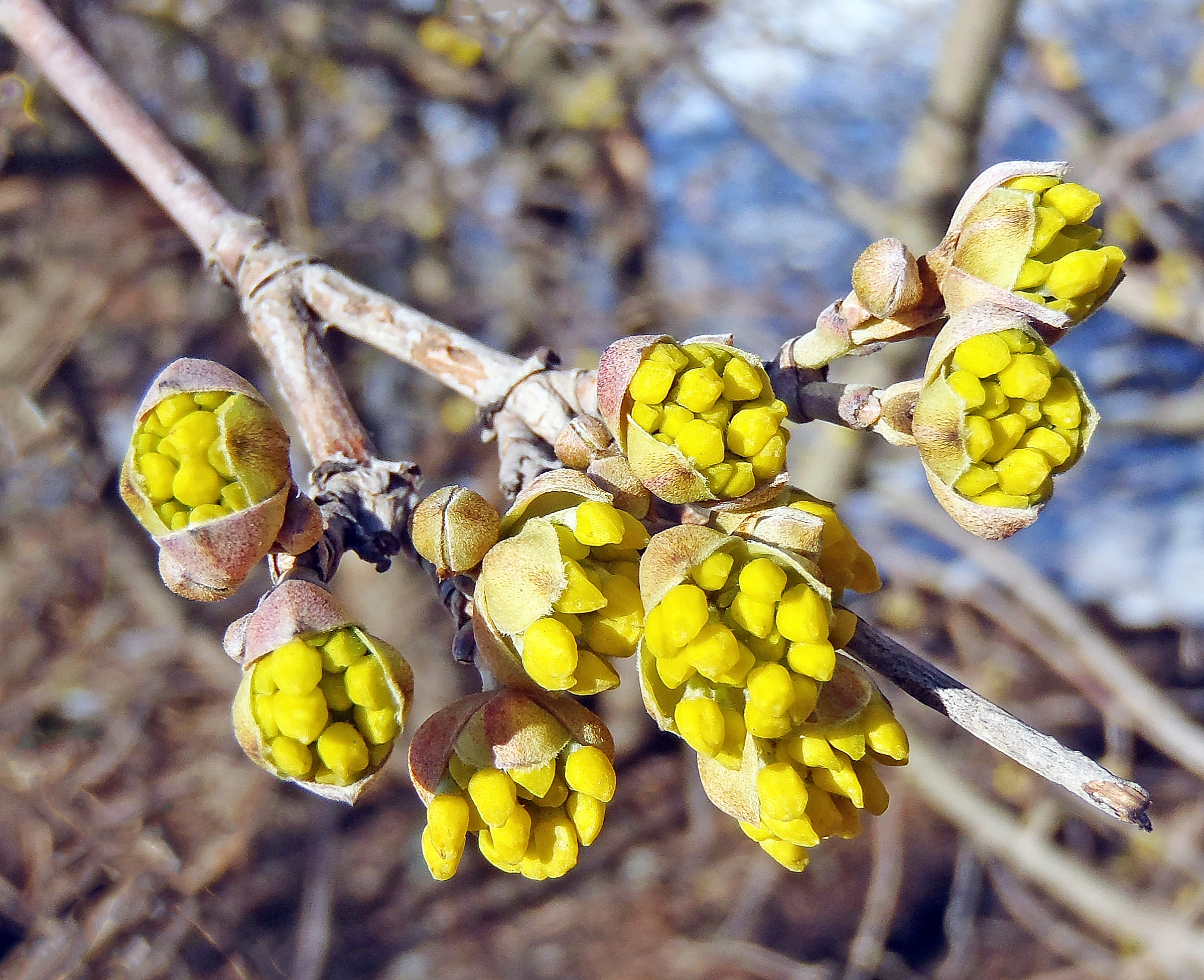 : Cornus mas.