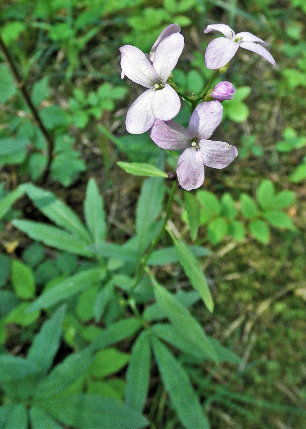 : Cardamine bulbifera.