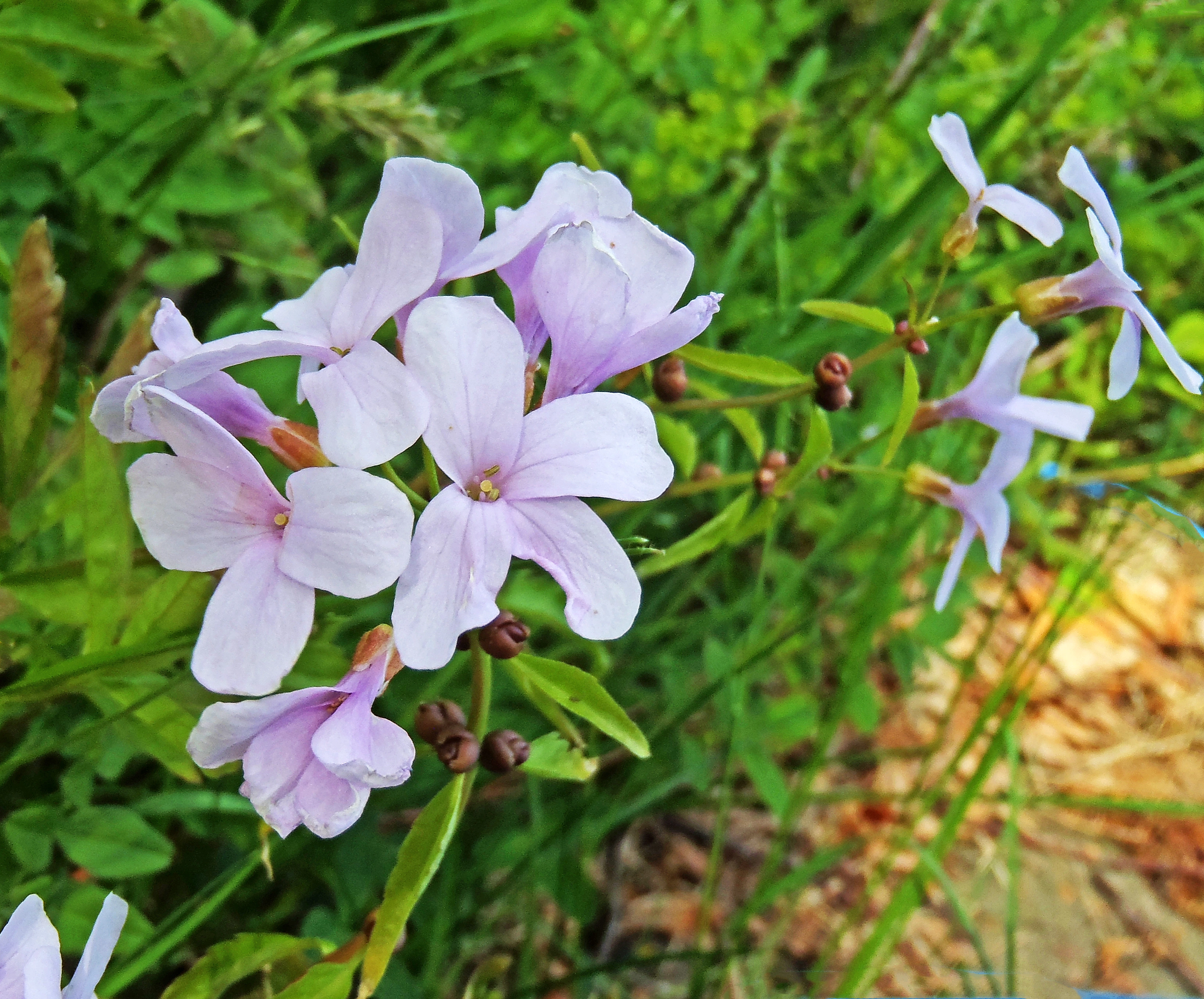 : Cardamine bulbifera.