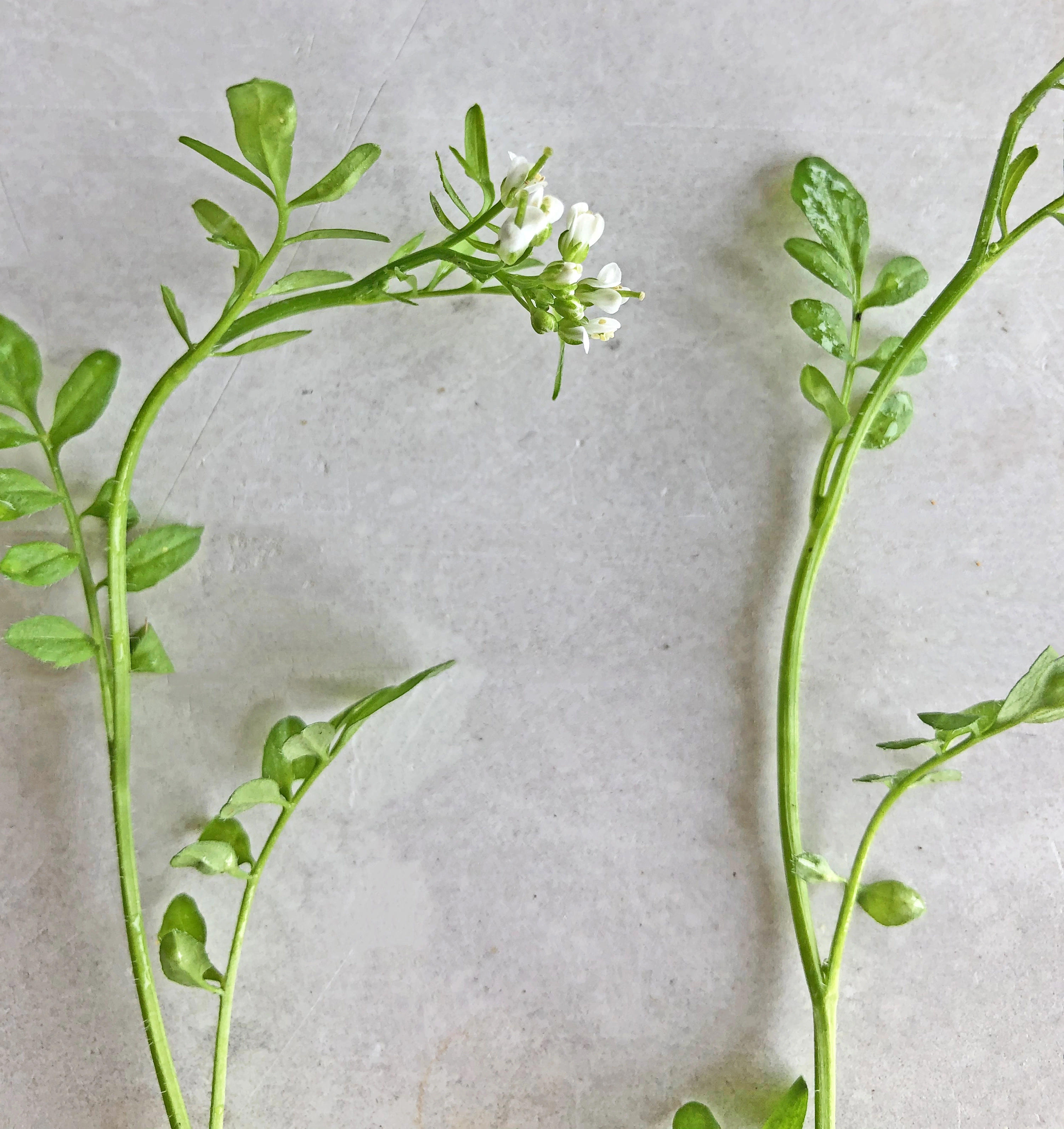 : Cardamine flexuosa.