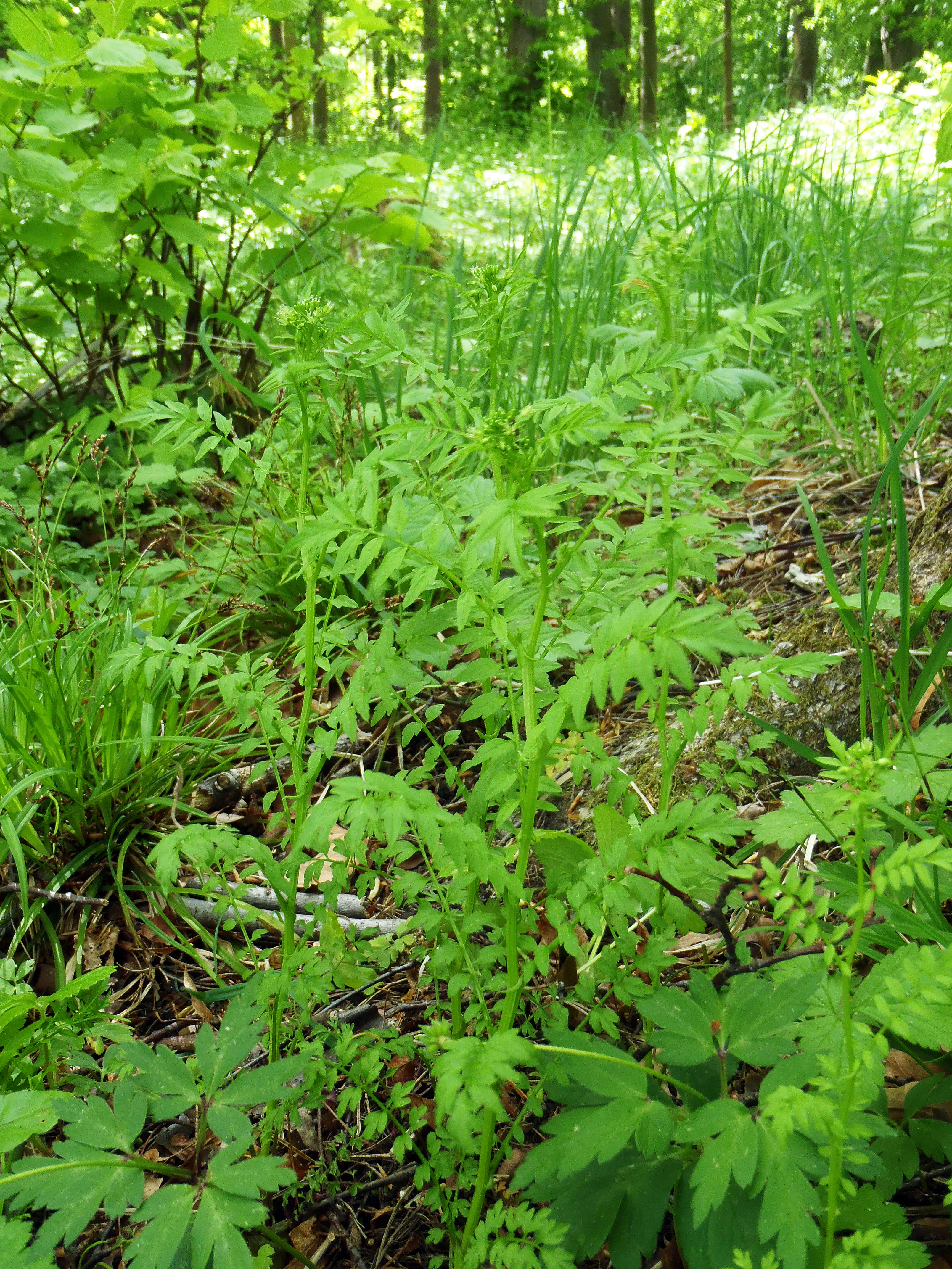 : Cardamine impatiens.