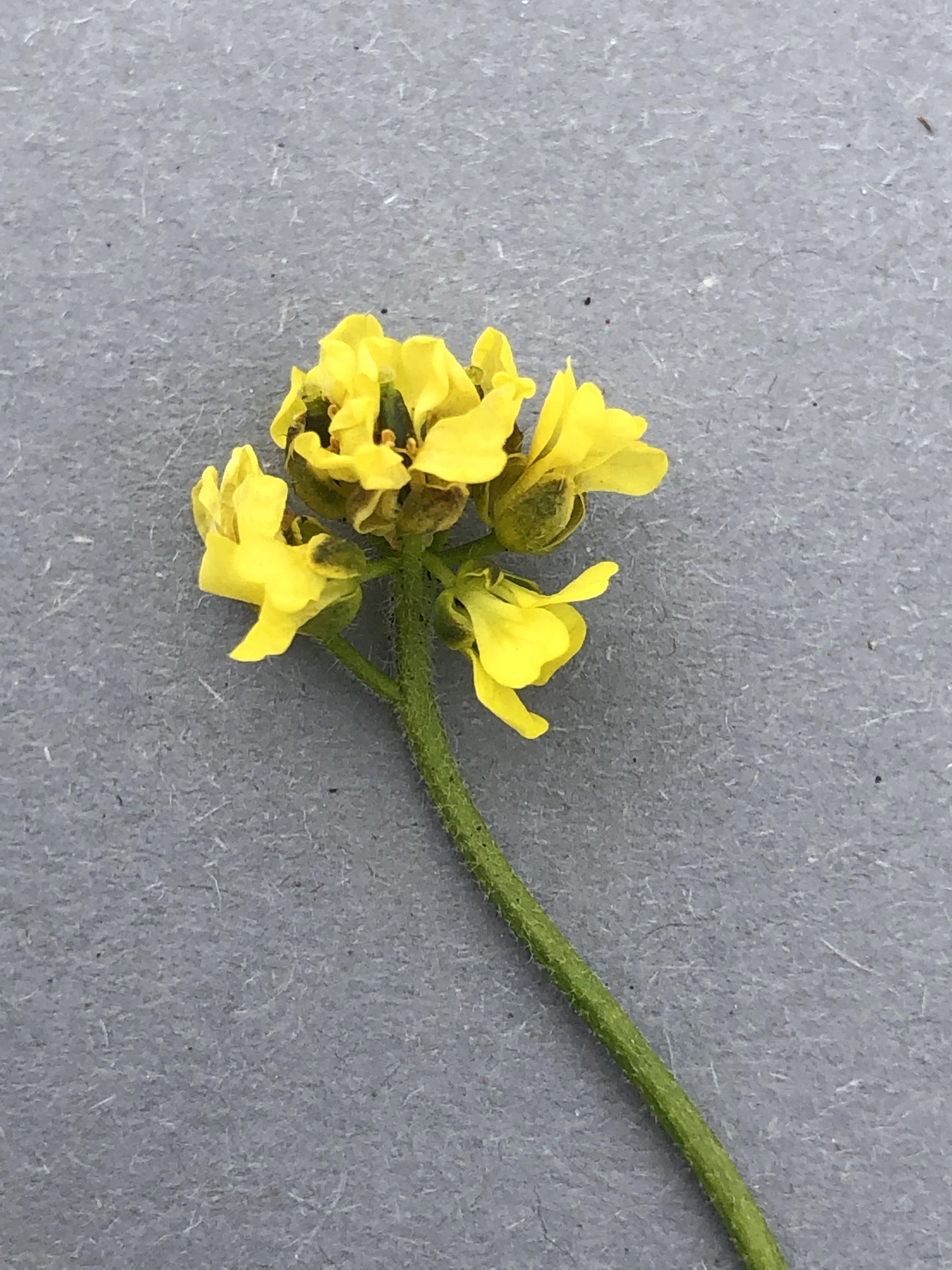 : Draba alpina.