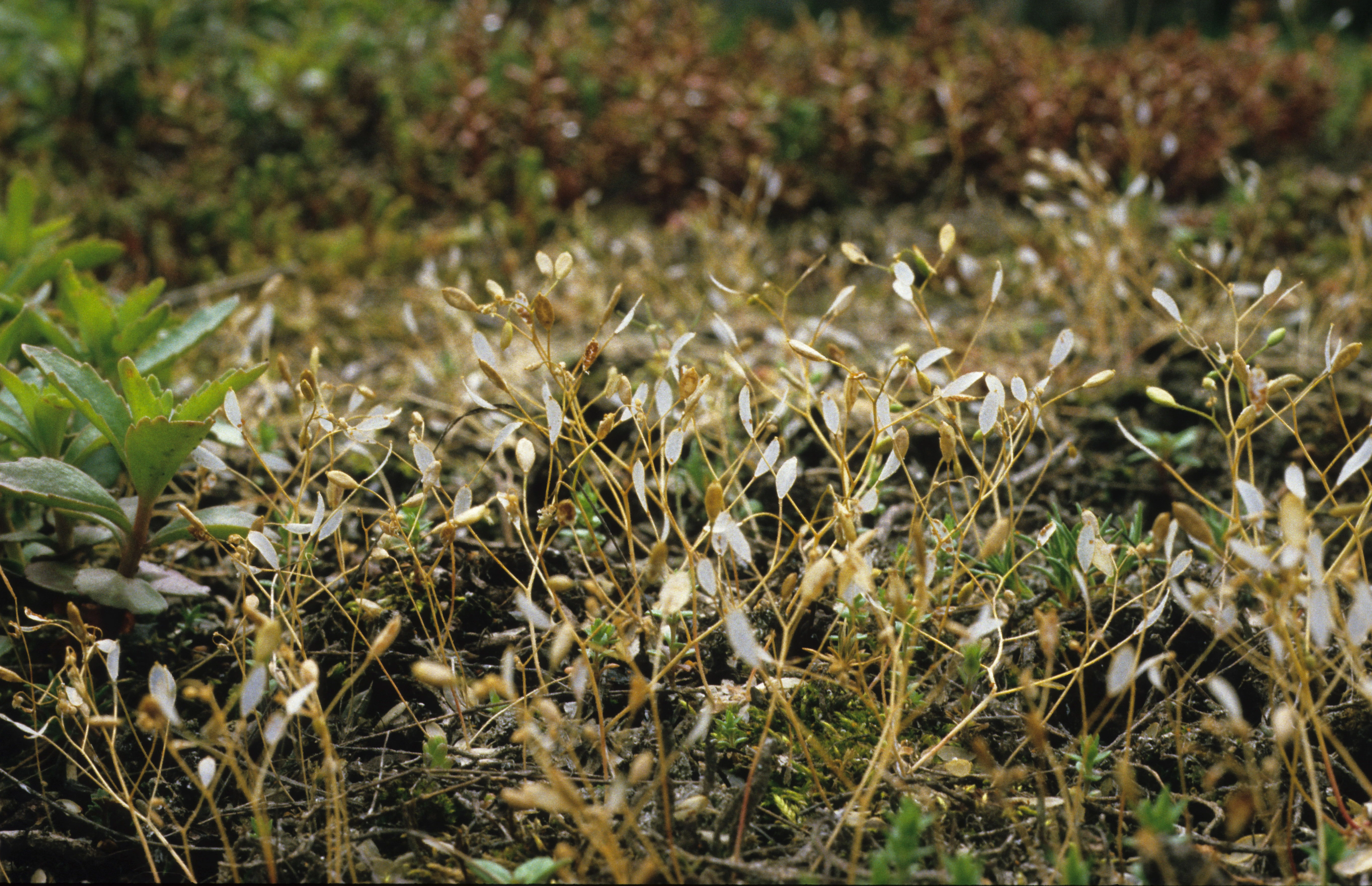 : Draba verna.