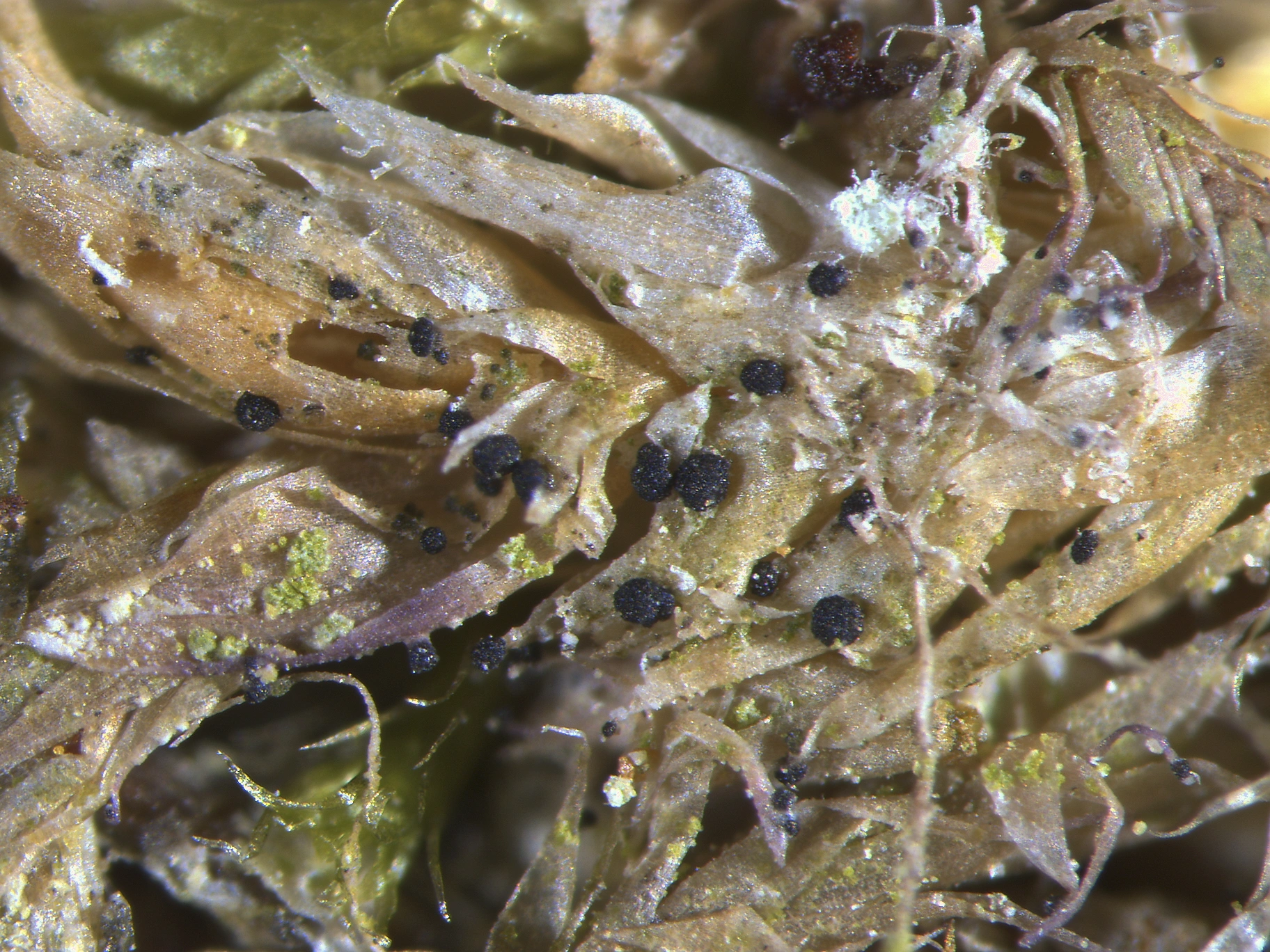 : Bryostigma muscigenum.