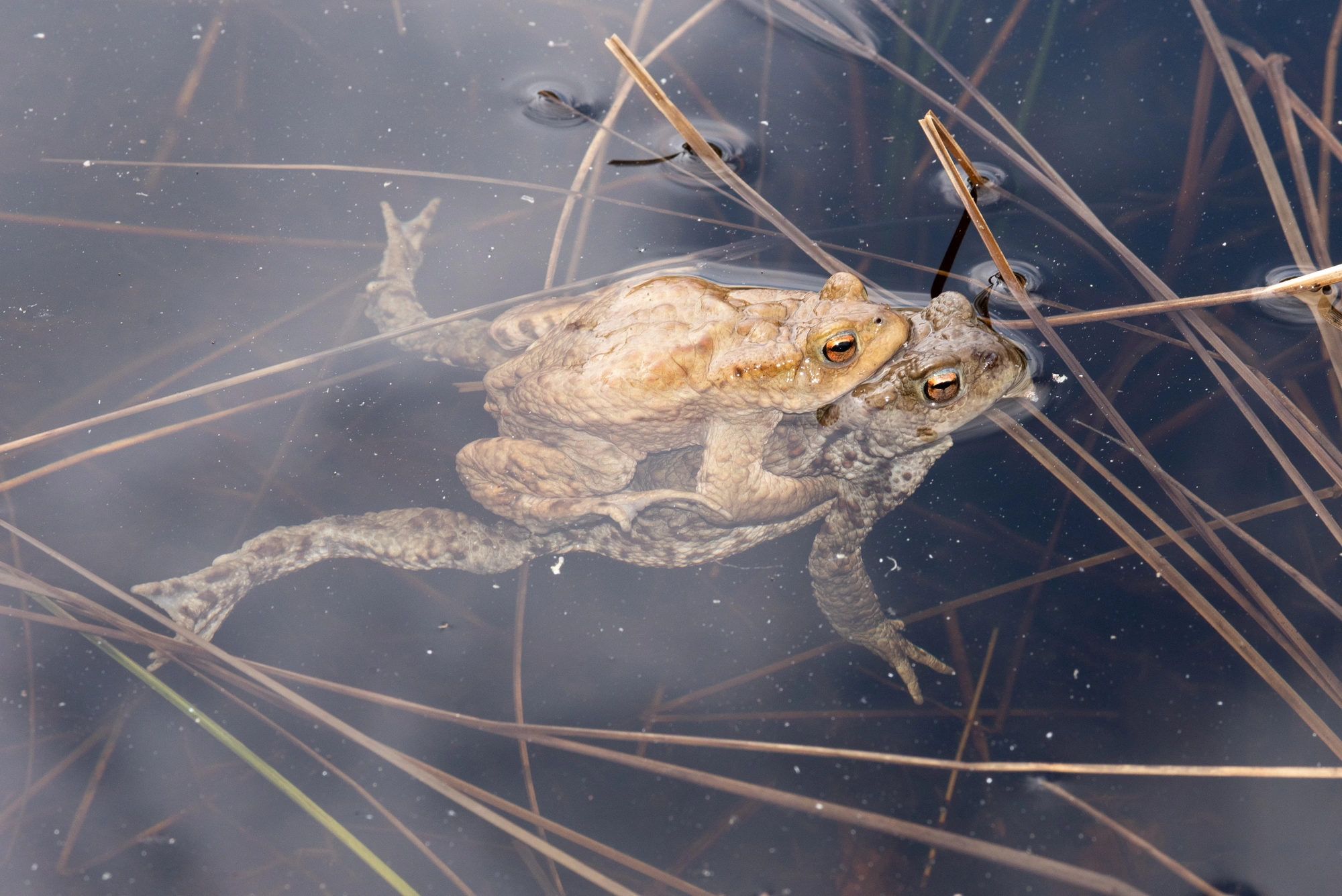 : Bufo (Bufo) bufo.