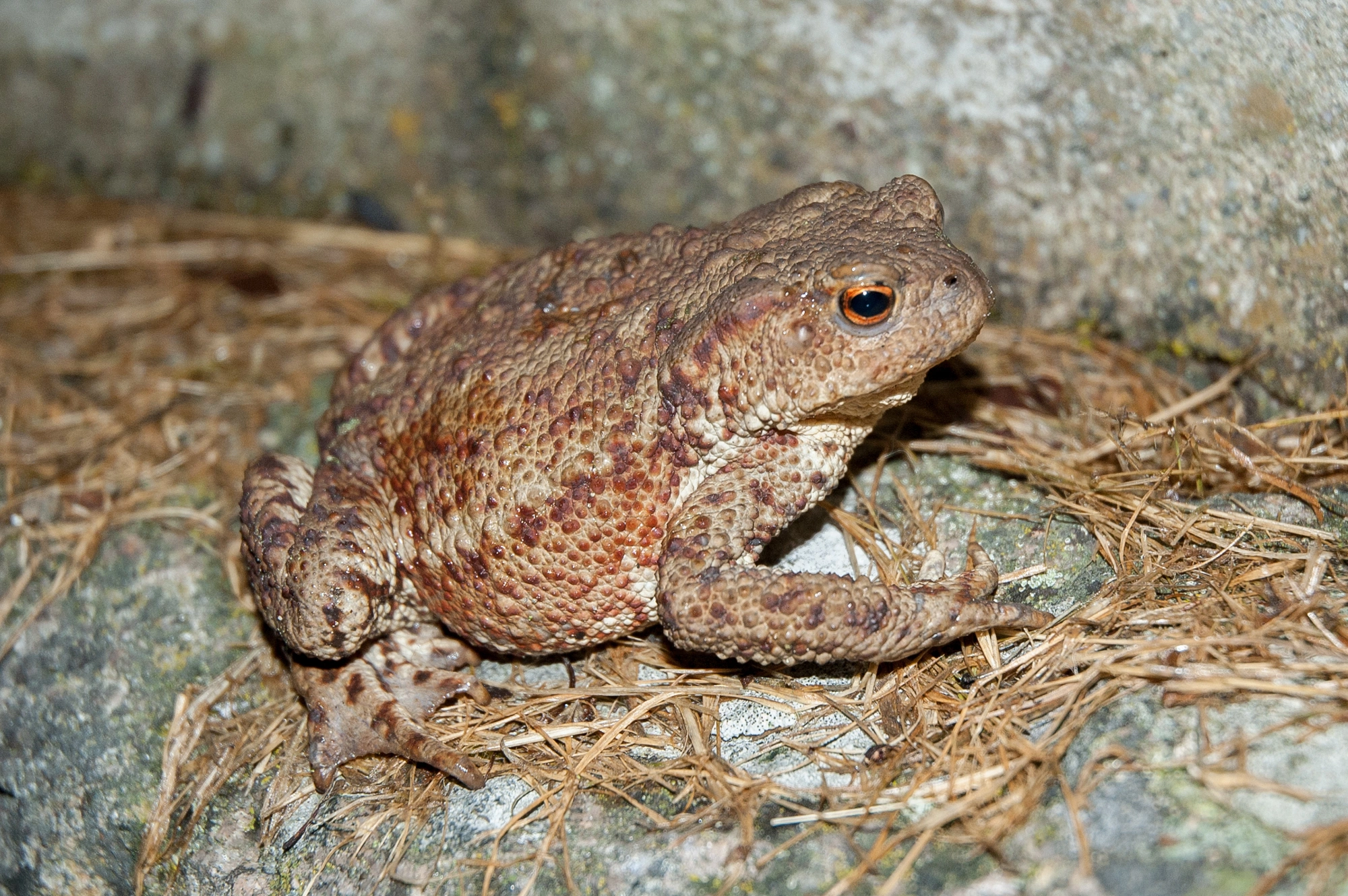 : Bufo (Bufo) bufo.