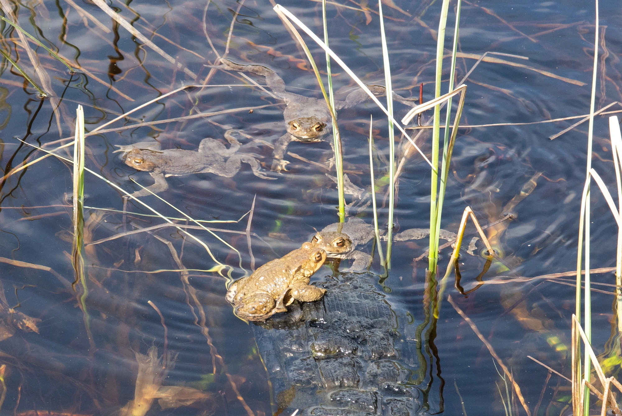 : Bufo bufo.