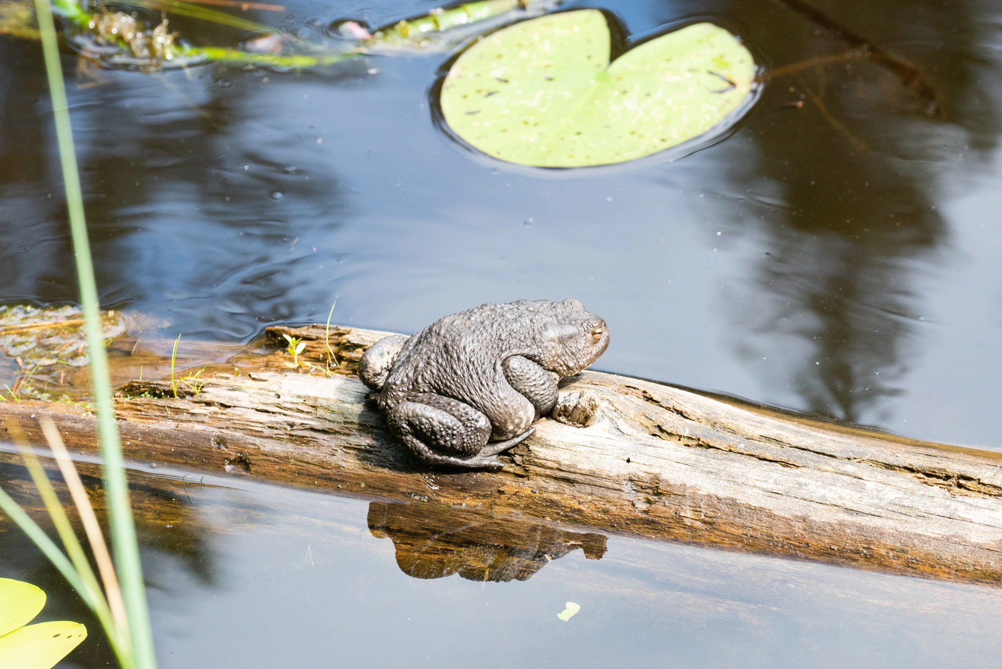 : Bufo (Bufo) bufo.