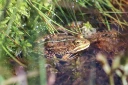 : Pelophylax lessonae.