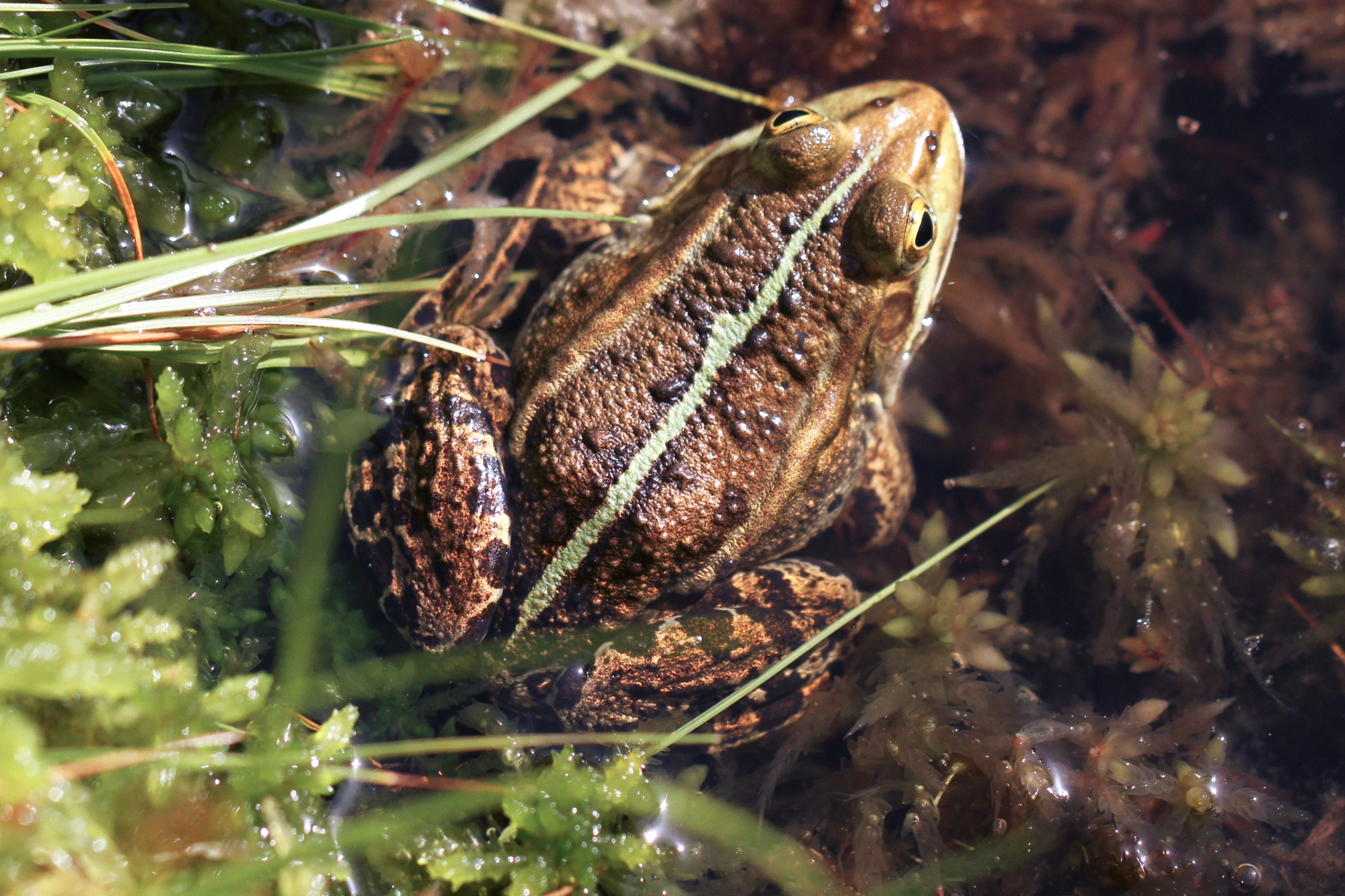 : Pelophylax lessonae.