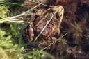 : Pelophylax lessonae.