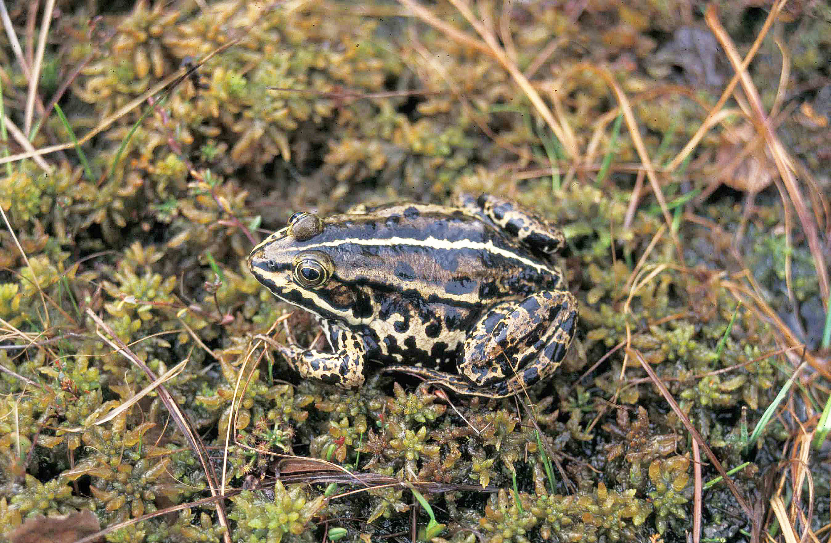 : Pelophylax lessonae.