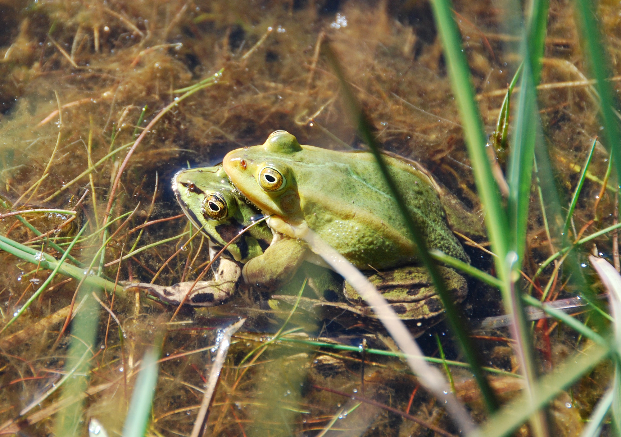 : Pelophylax.