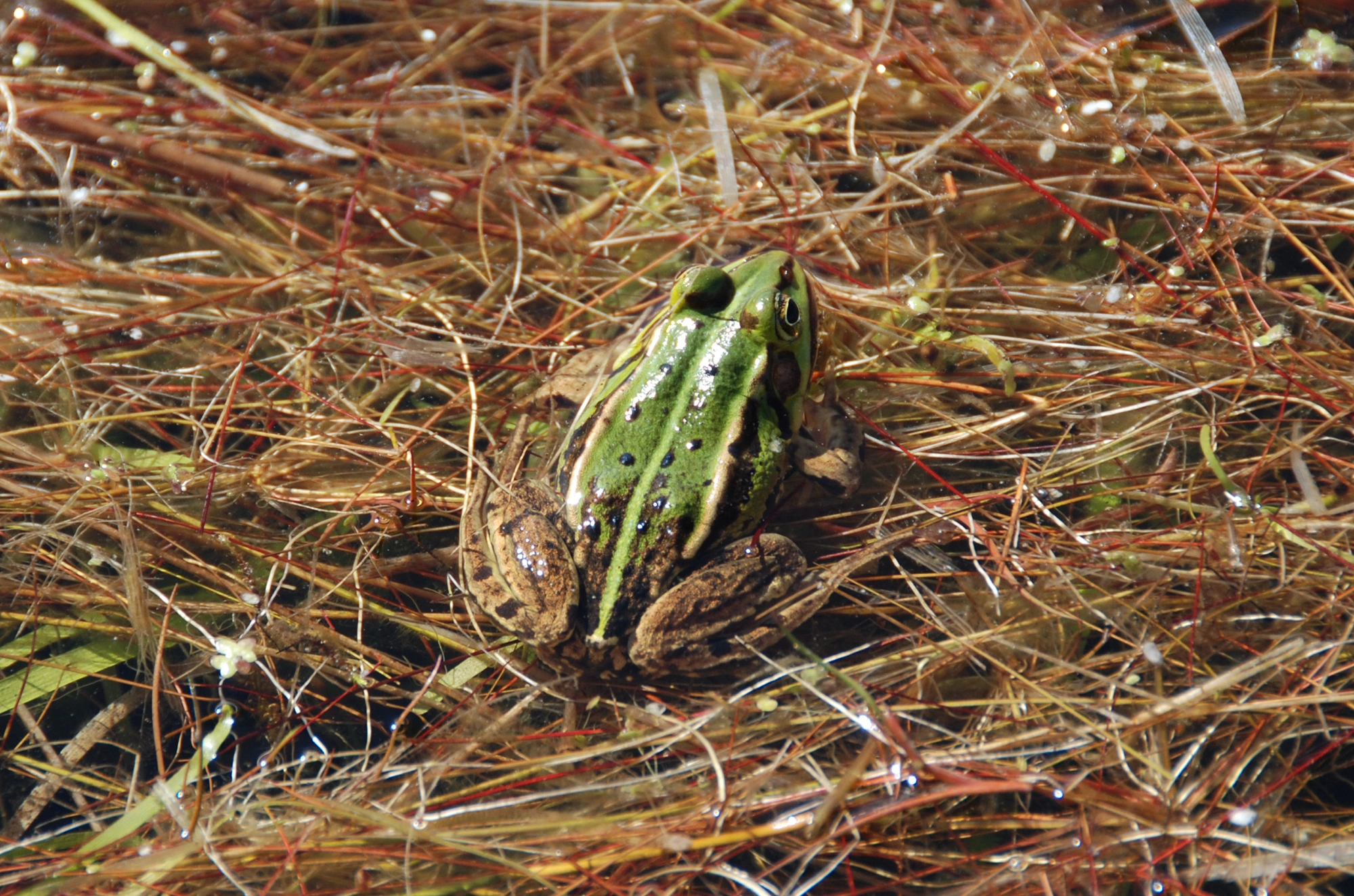 : Pelophylax.