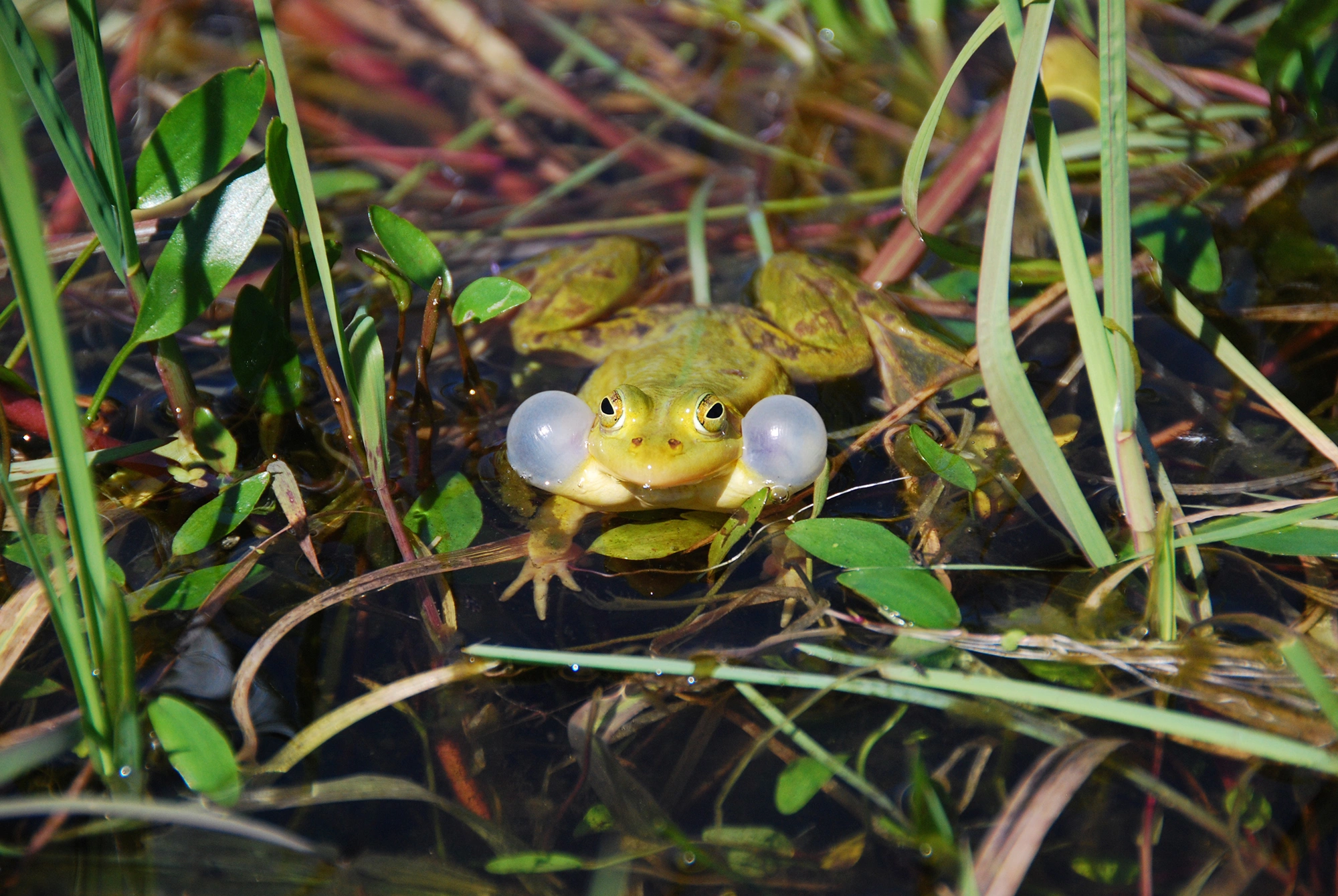 : Pelophylax.