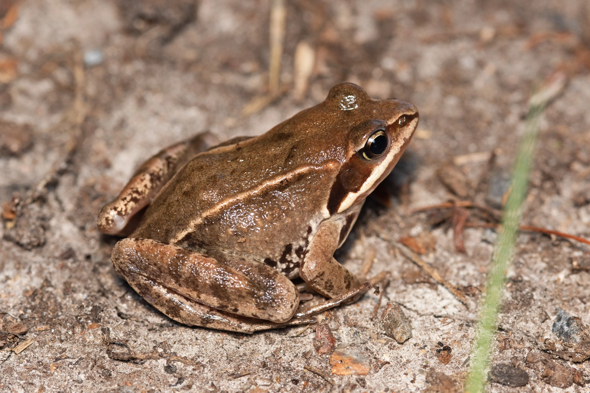 : Rana (Rana) arvalis.