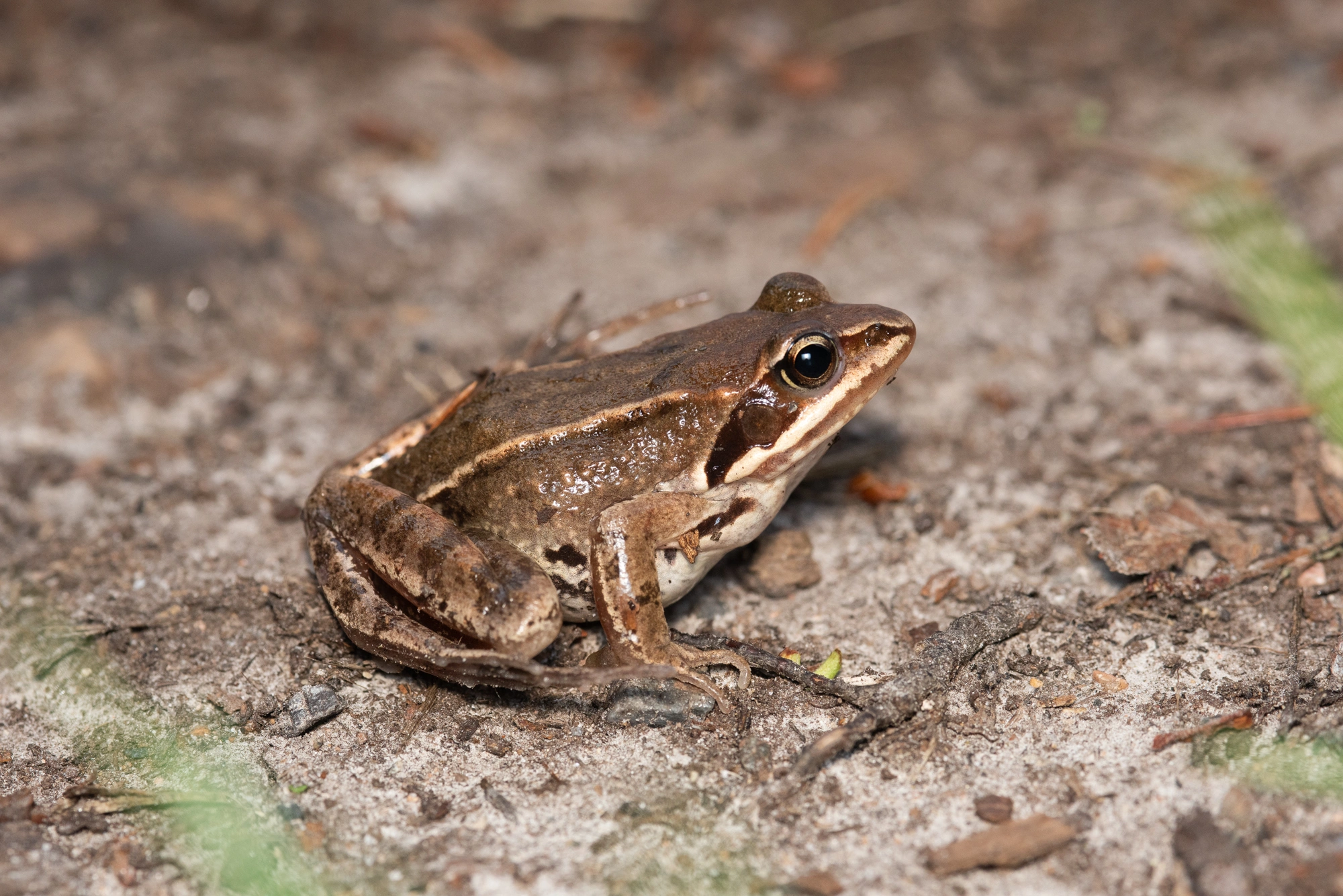 : Rana (Rana) arvalis.