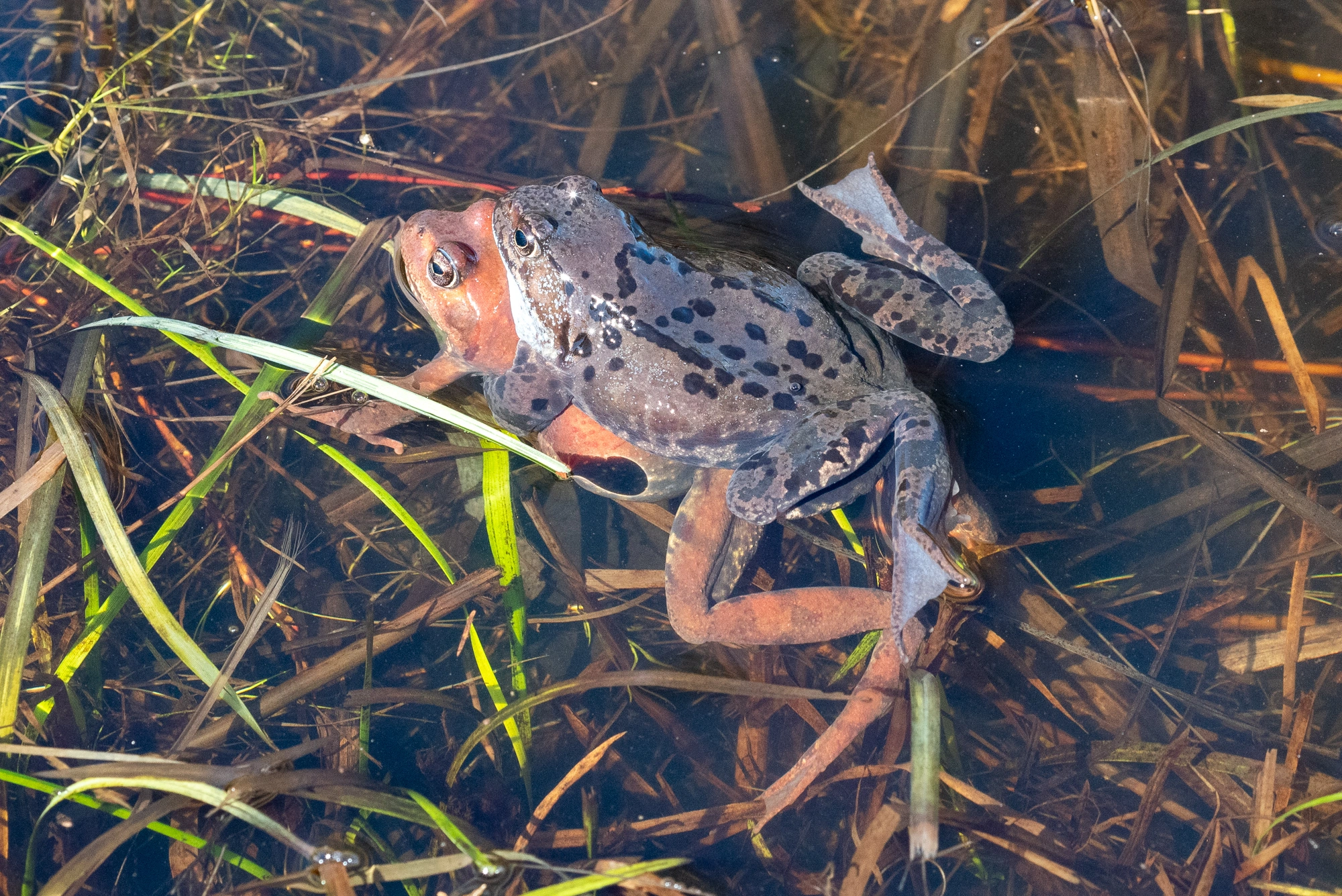 : Rana (Rana) temporaria.