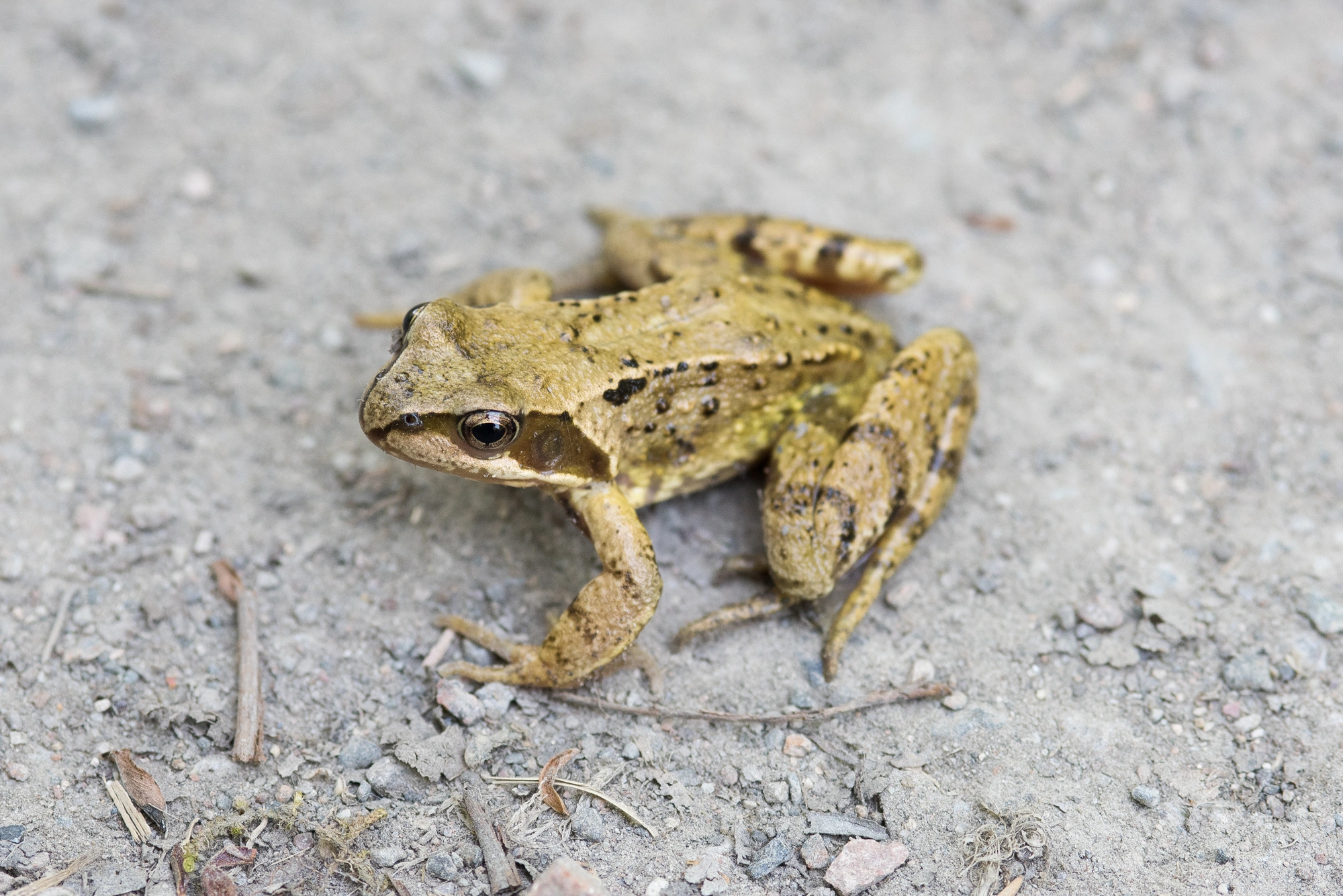 : Rana (Rana) temporaria.