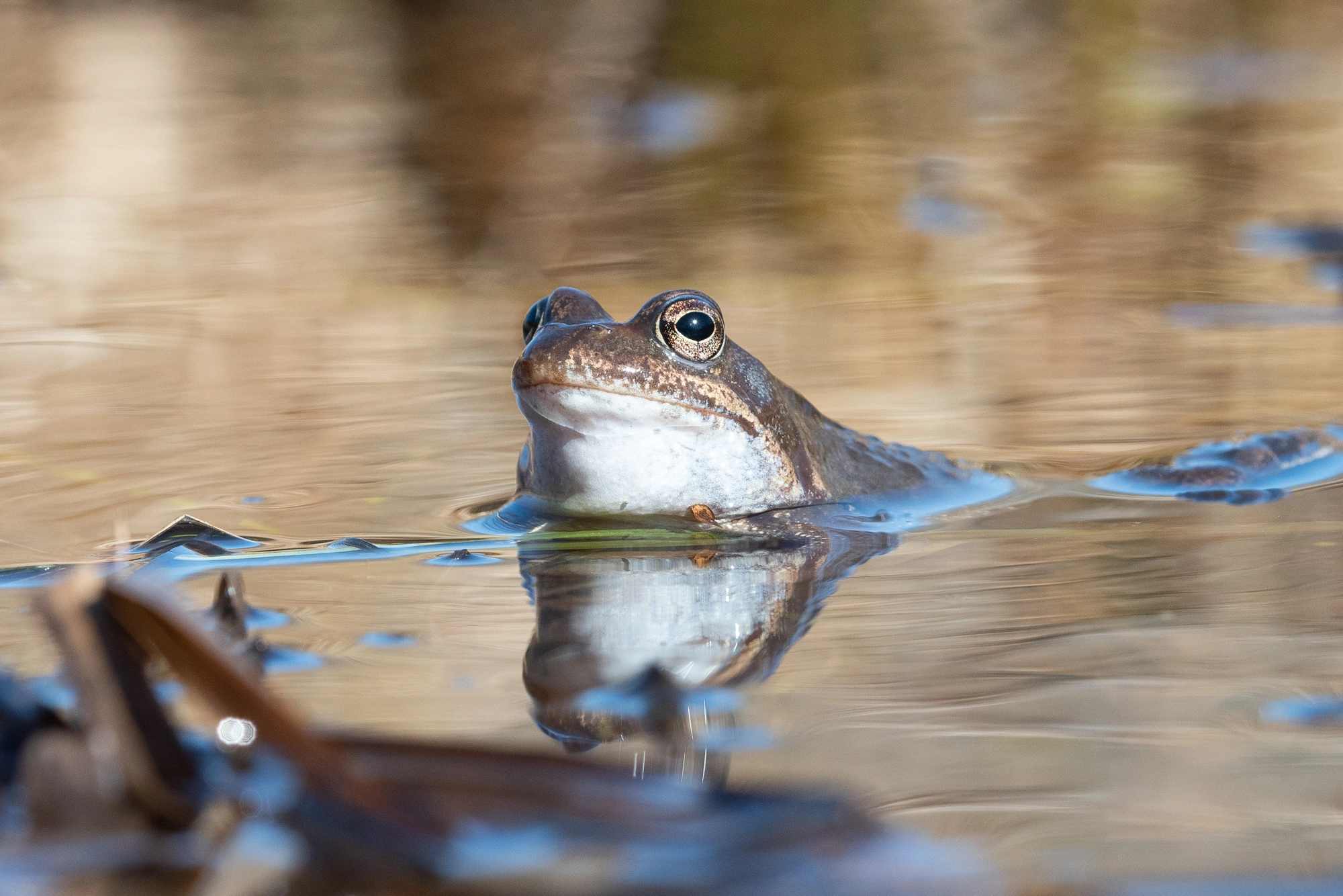 : Rana (Rana) temporaria.