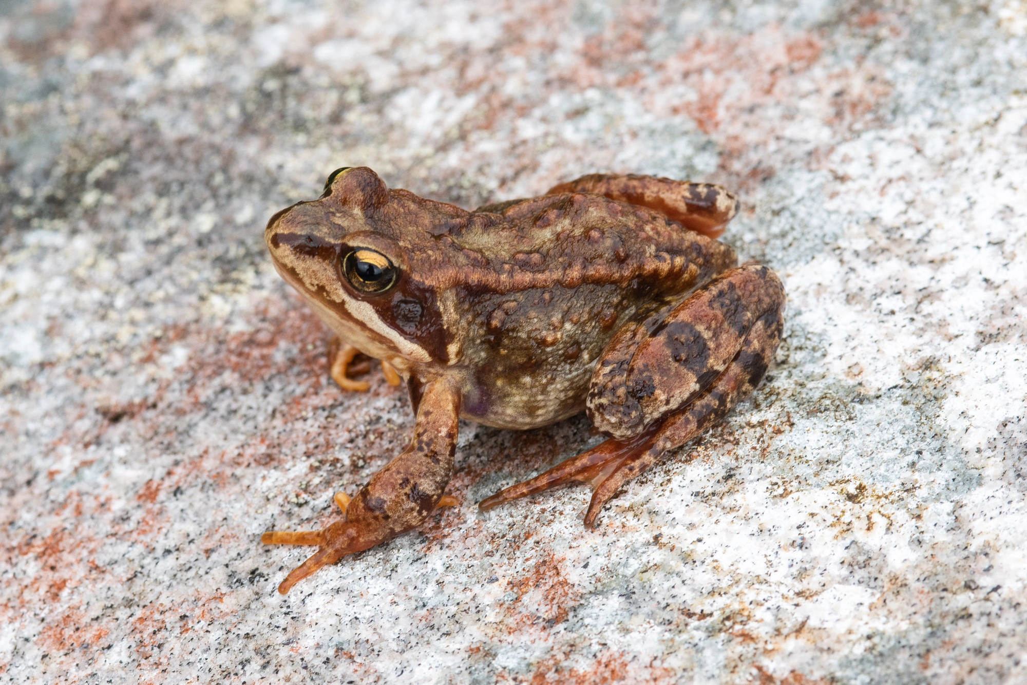 : Rana (Rana) temporaria.